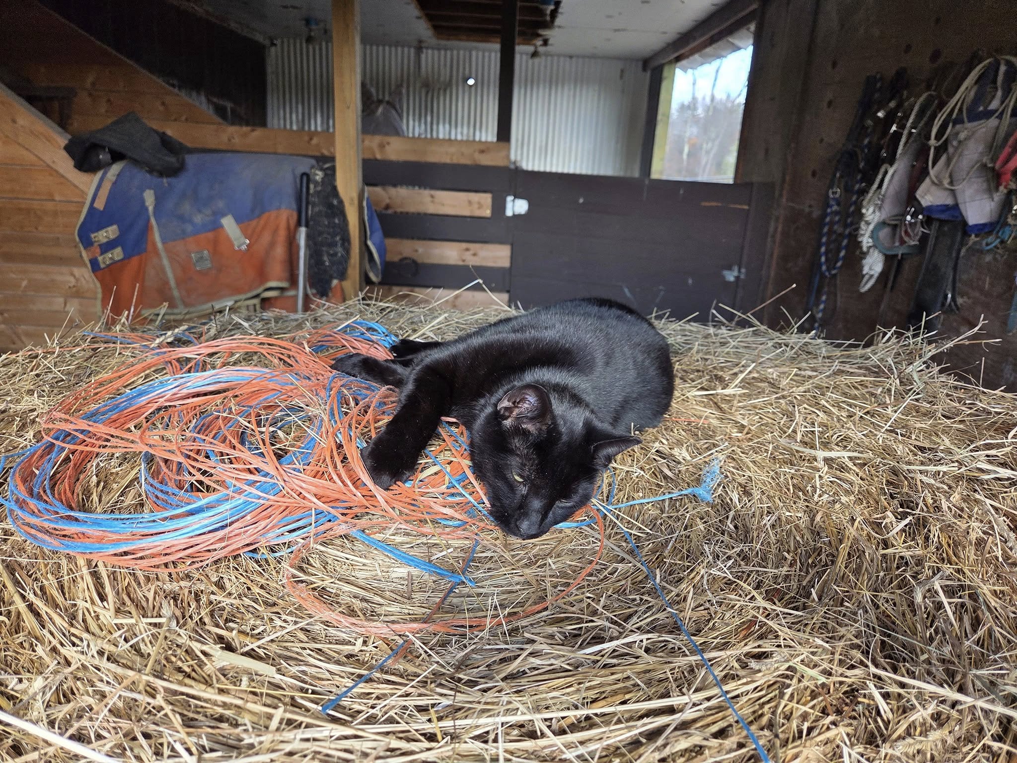 Slate Valley Angus Poultney