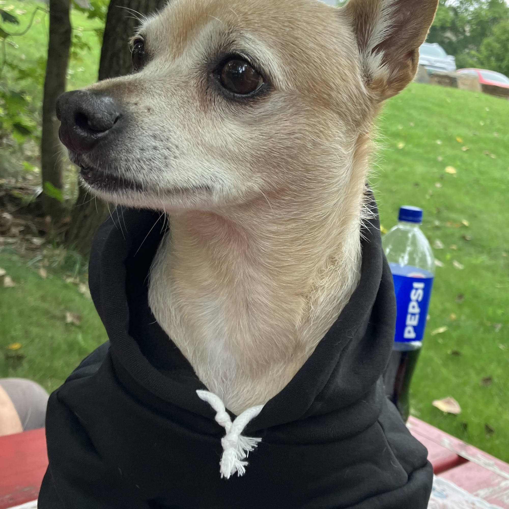 Randolph Regional Veterinary Hospital Randolph