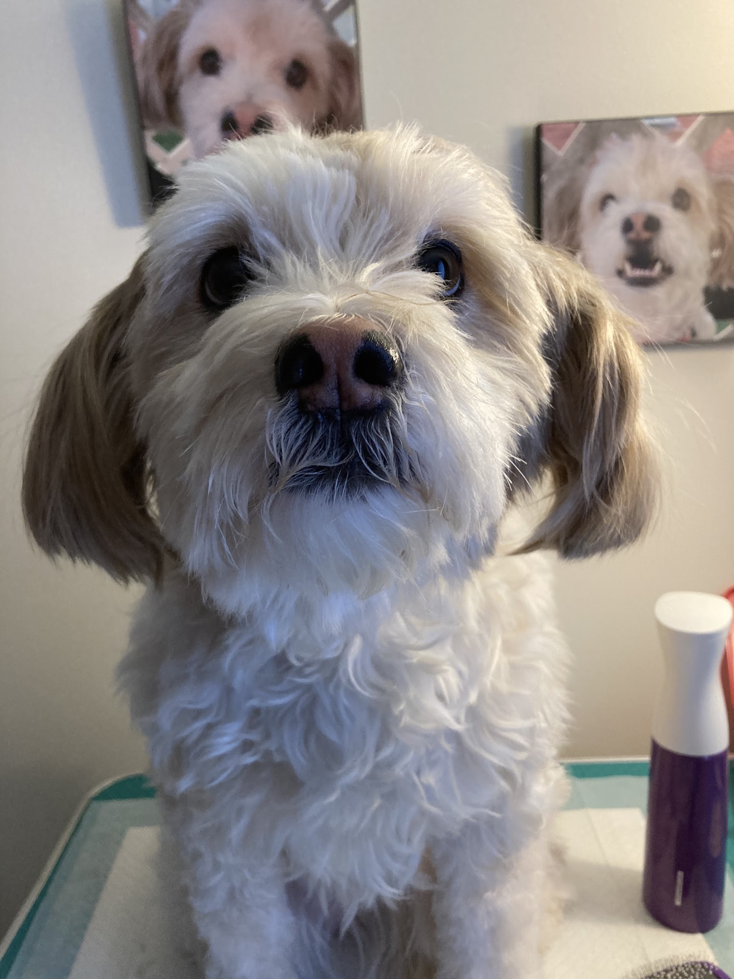 Randolph Regional Veterinary Hospital Randolph