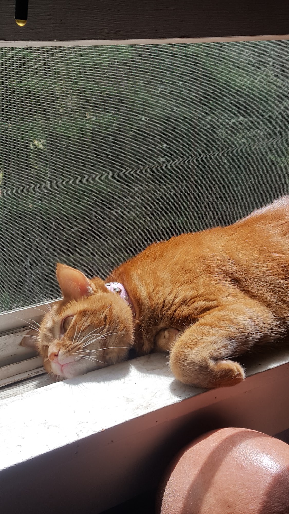 Randolph Animal Hospital Randolph