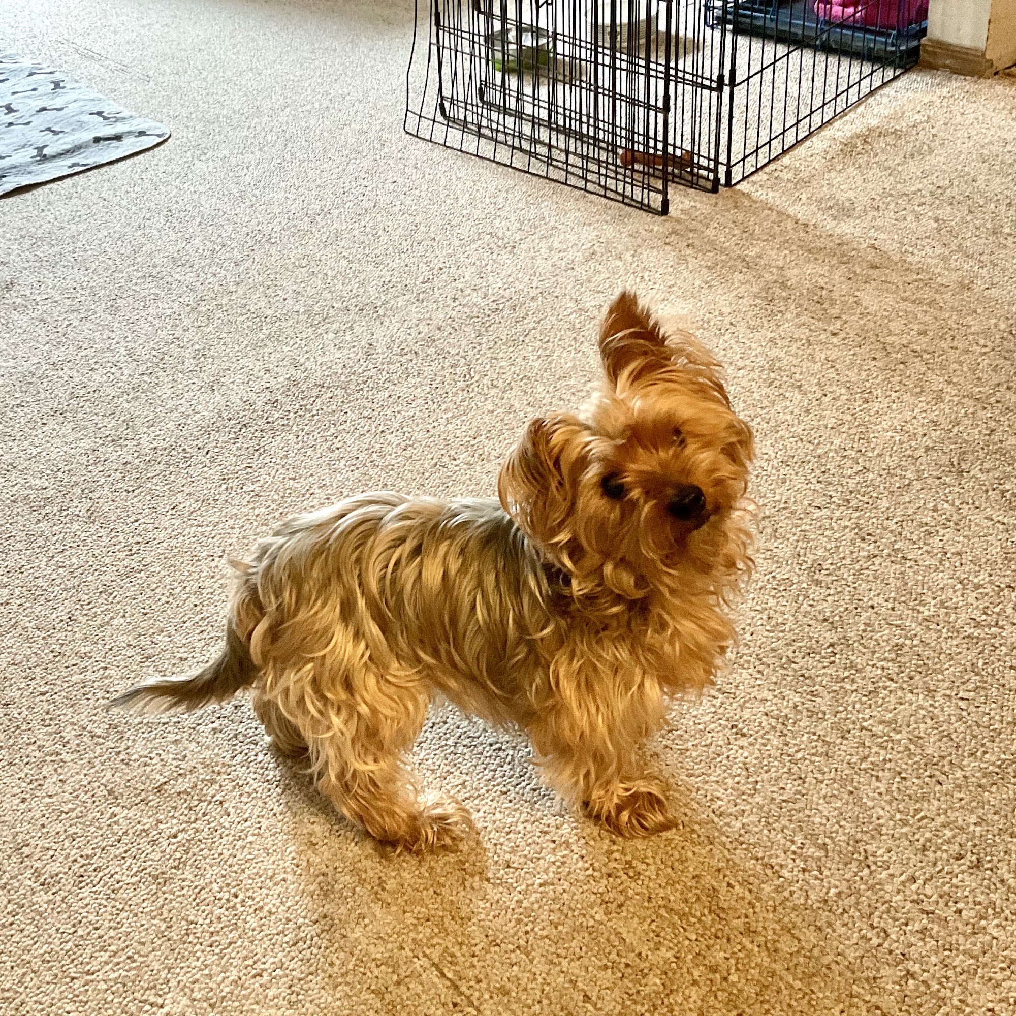 Riverside Veterinary Care and Dental Services Rutland