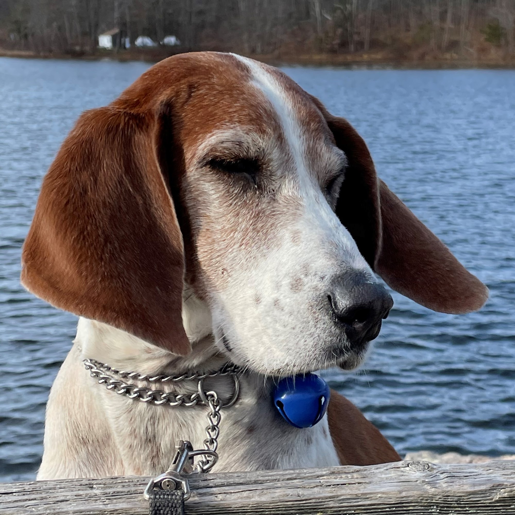 Rutland Veterinarian Clinic: Crossman Robin DVM Rutland