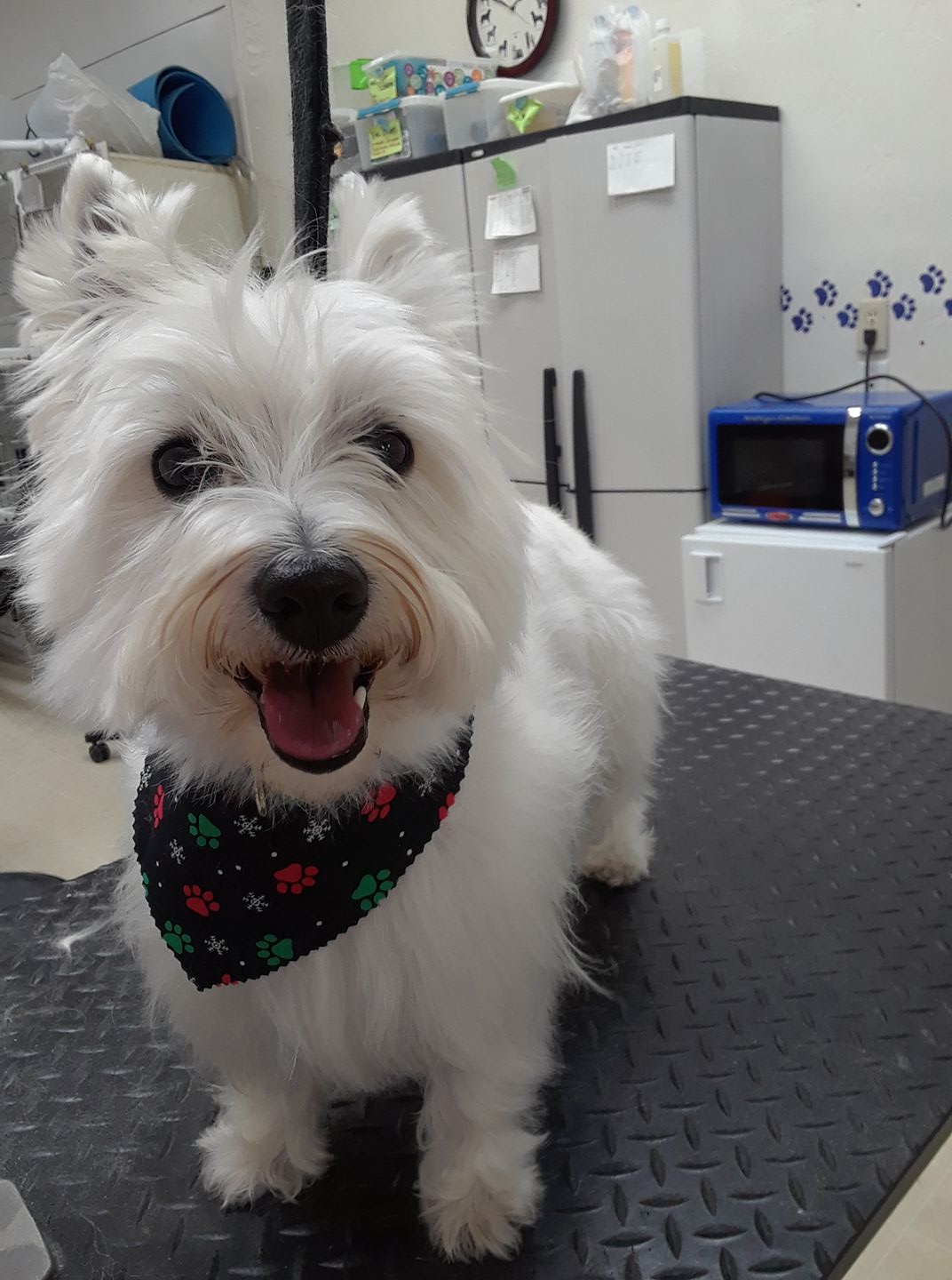 Dog Works