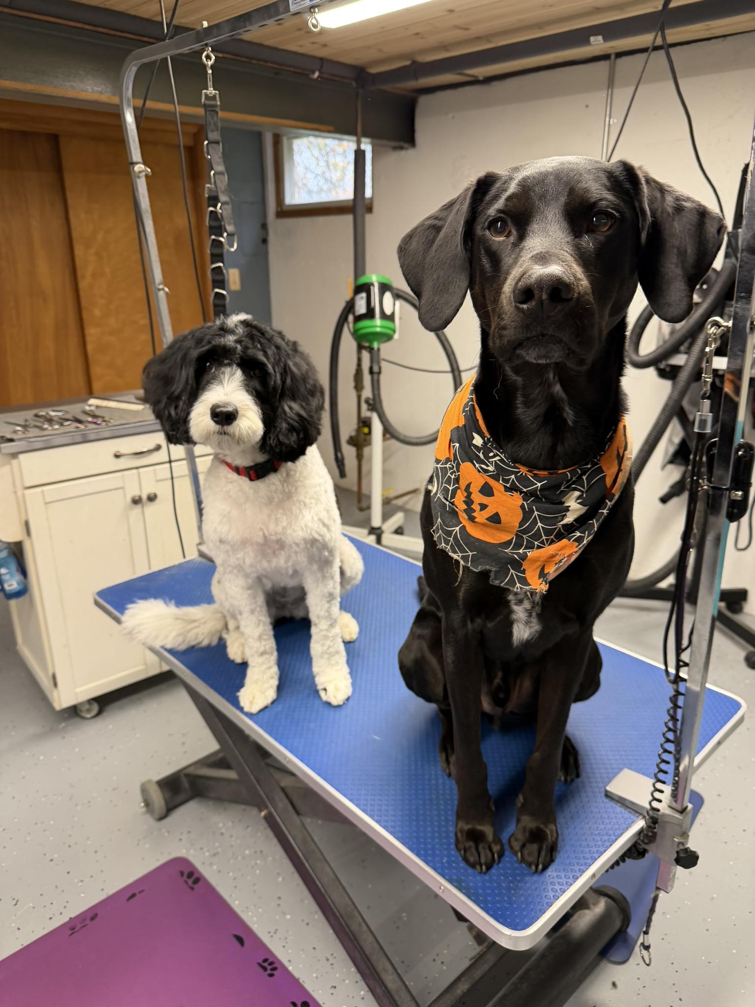 The Pet Palace & Day Spa Rutland