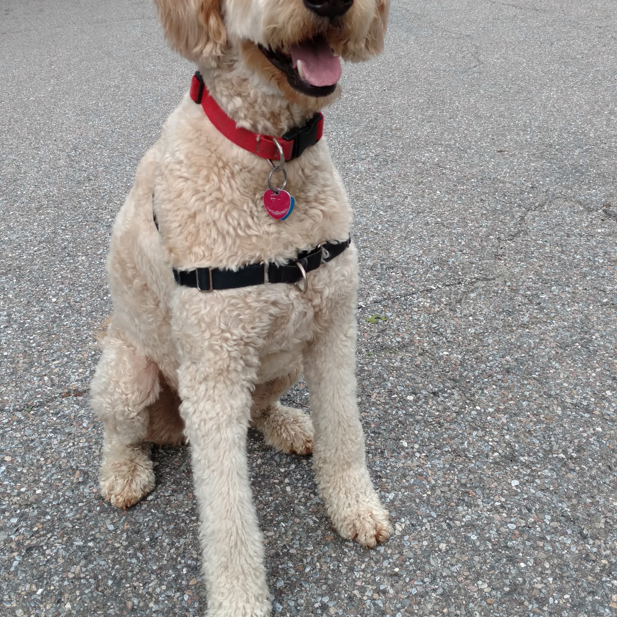 Prima Dogga Boarding Kennel Shelburne