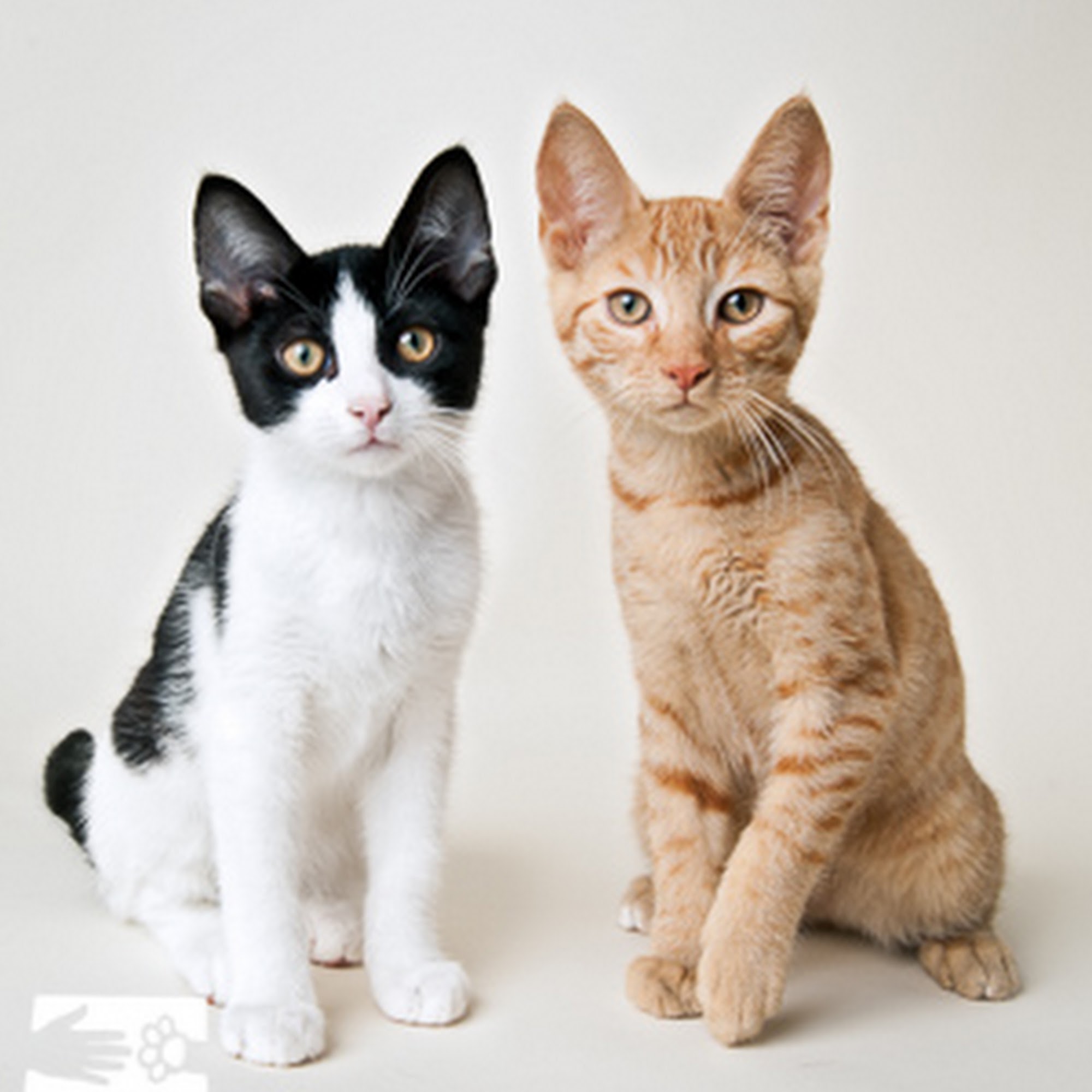 Humane Society Of Chittenden County South Burlington