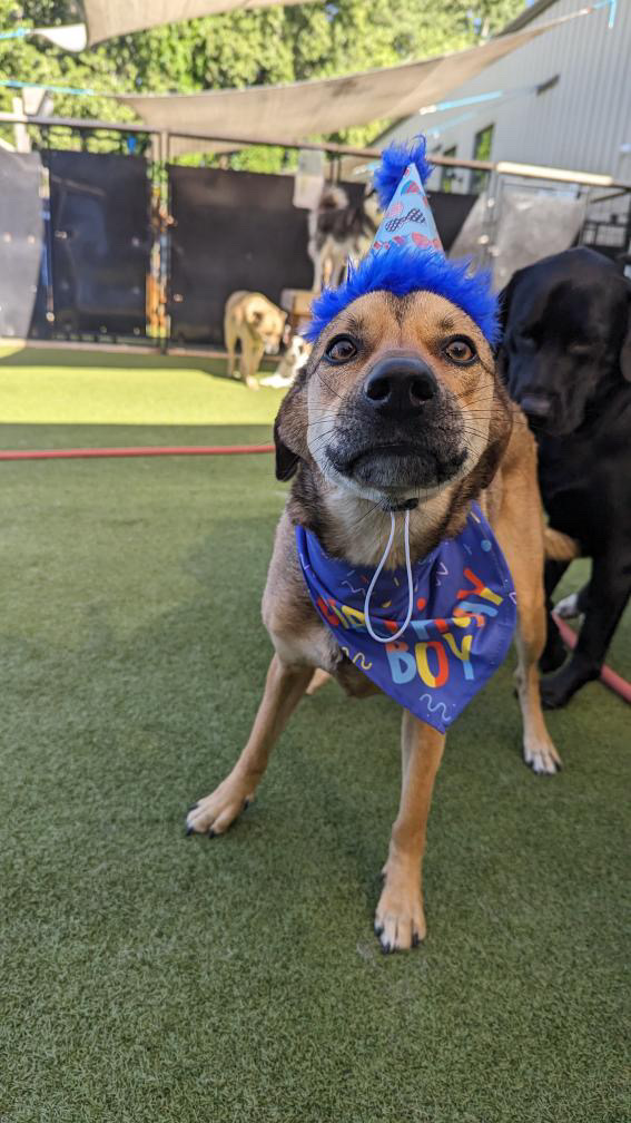 Oh my DOG South Burlington