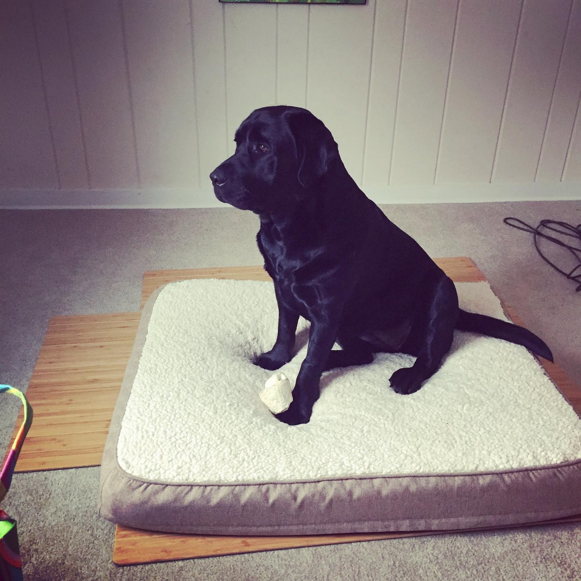 Pawsitive Touch Grooming South Burlington