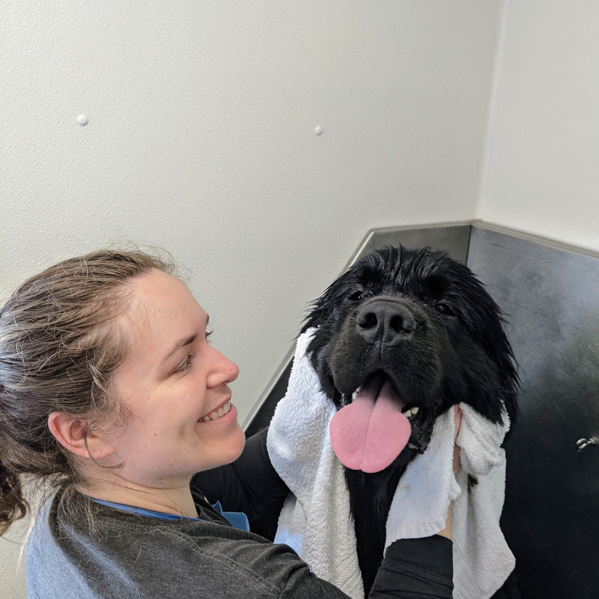 Pet Wash Express South Burlington