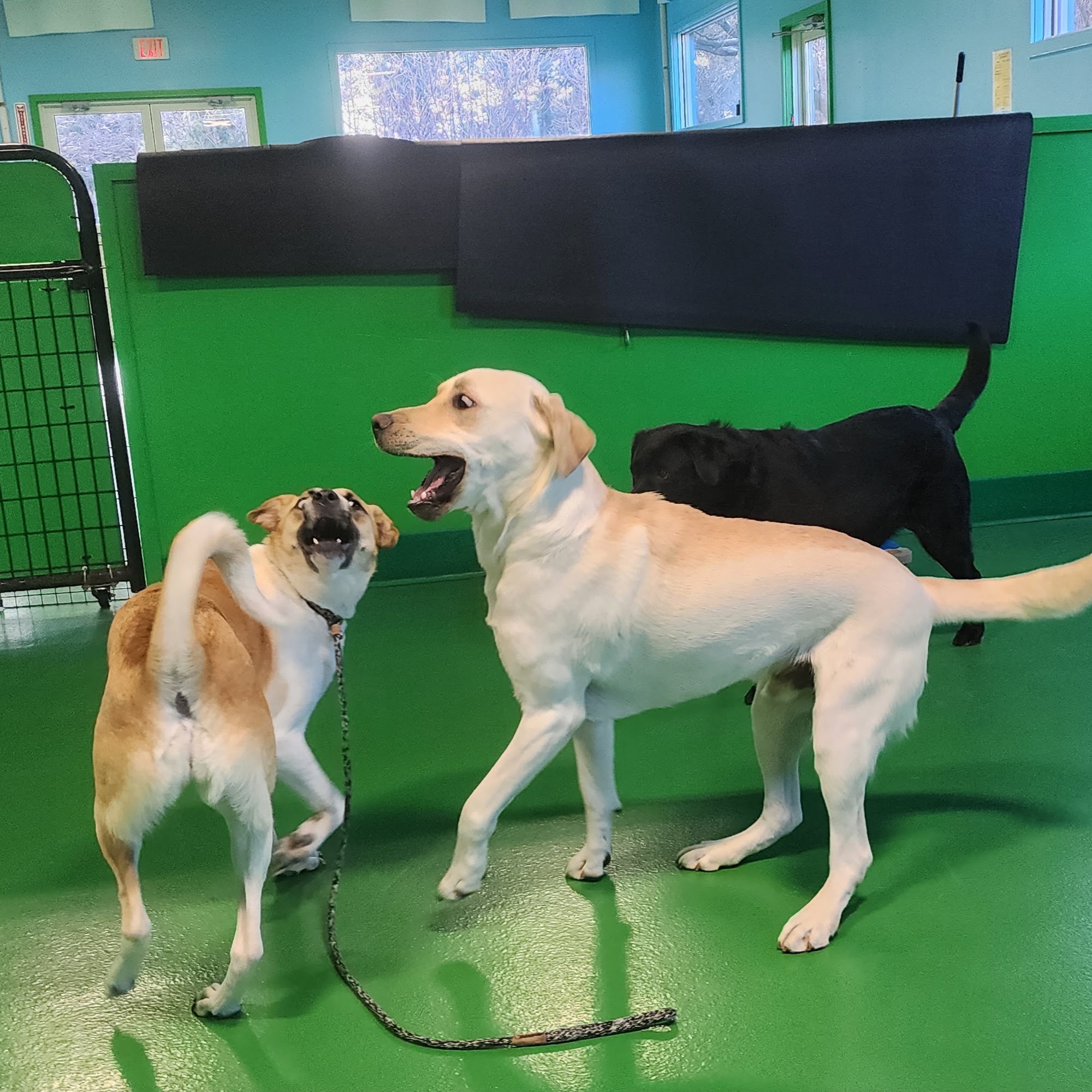 Play Dog Play Training Center South Burlington