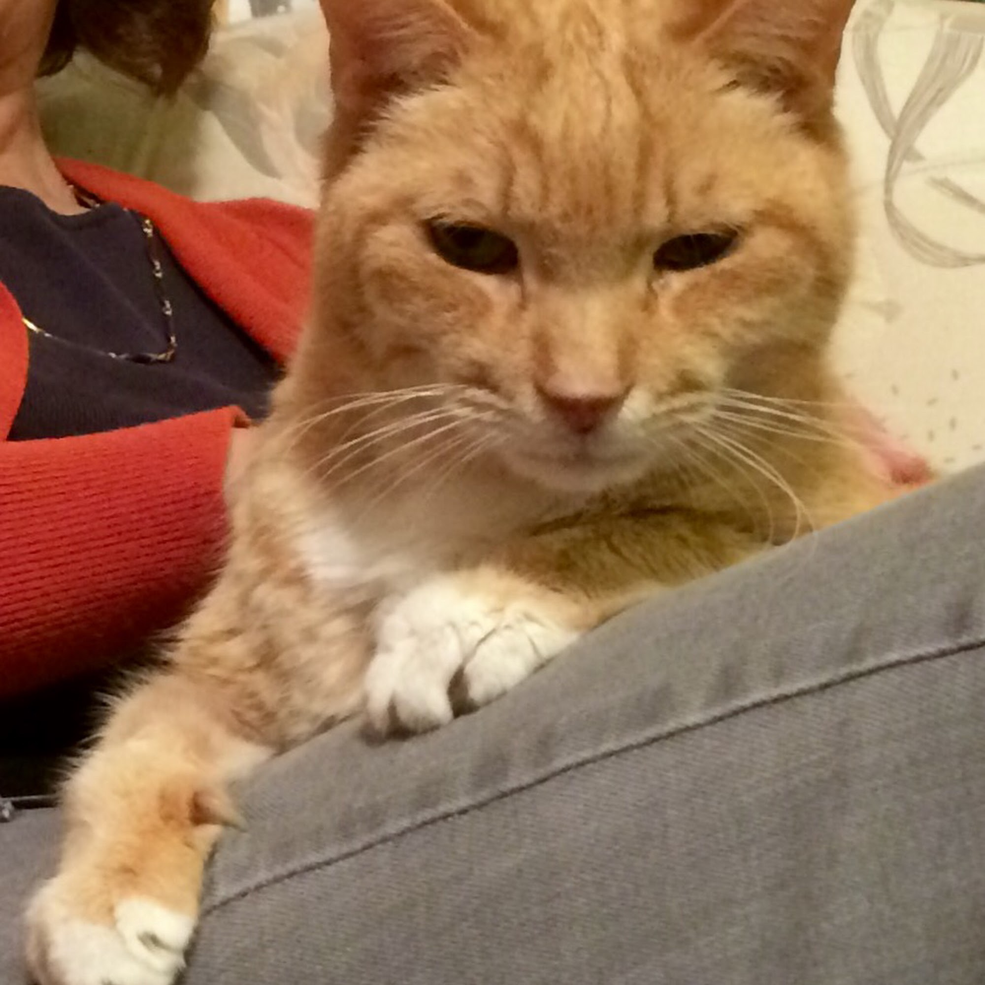 Springfield Animal Hospital Springfield