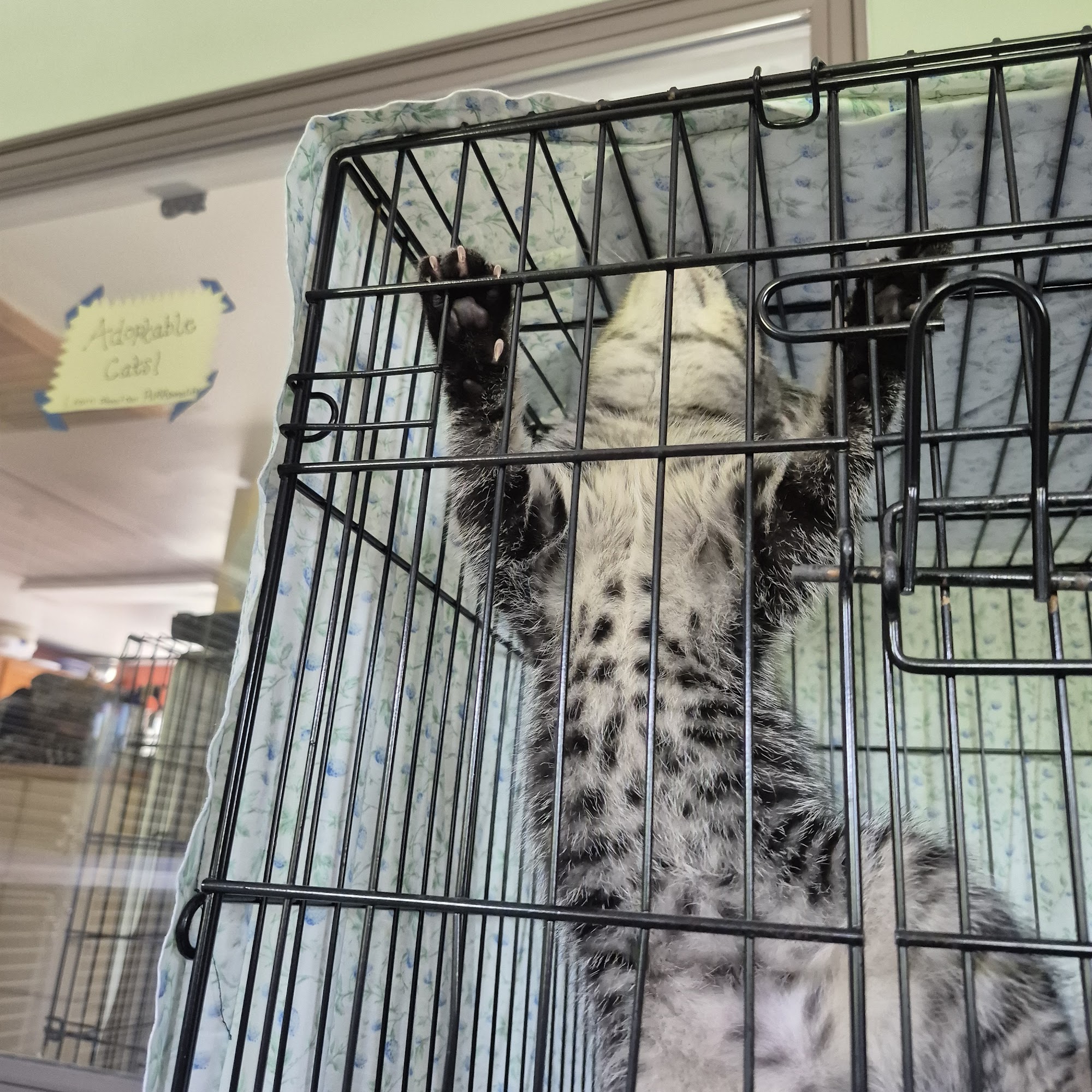 Springfield Humane Society Springfield