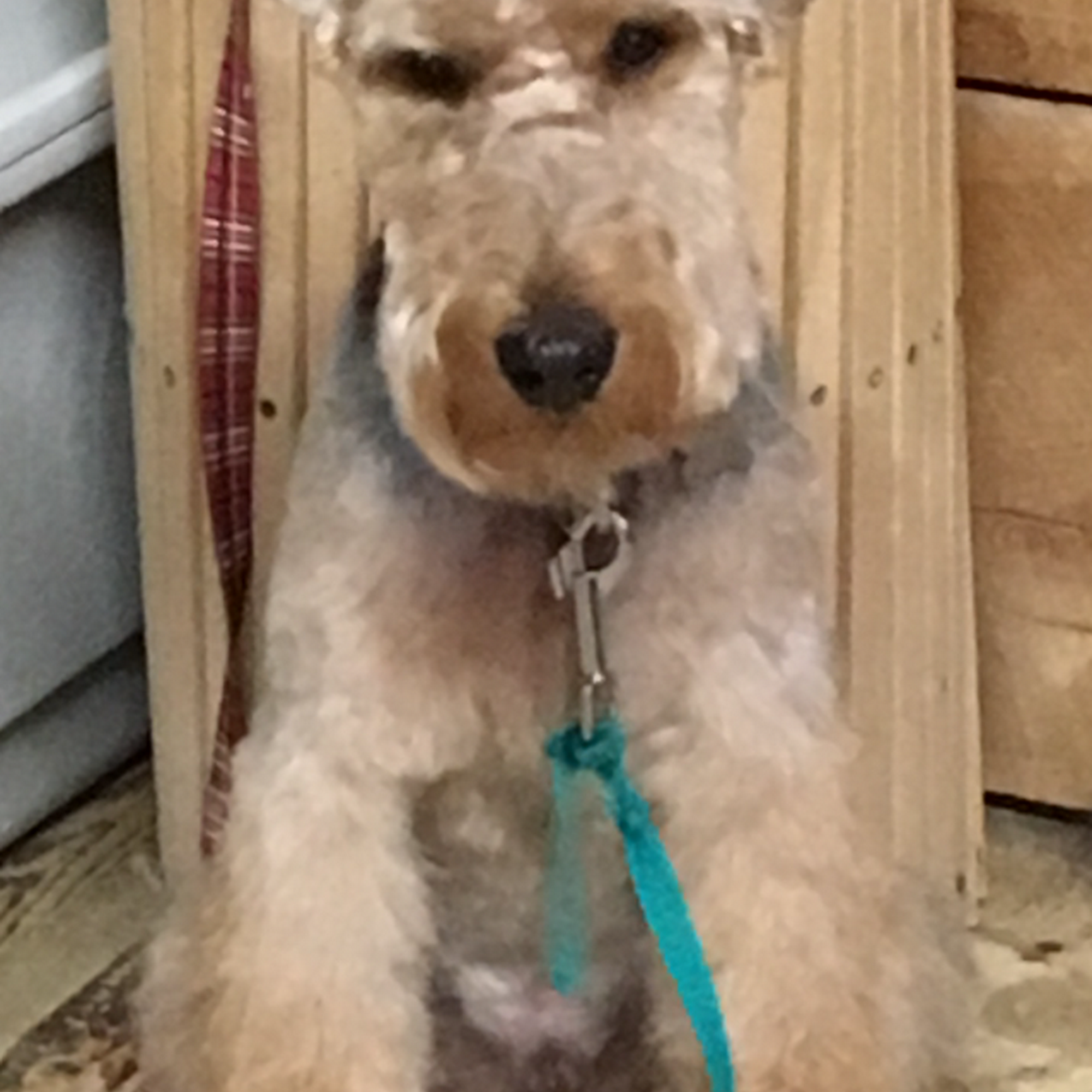 Dogs Etc Grooming & Day Care Stowe