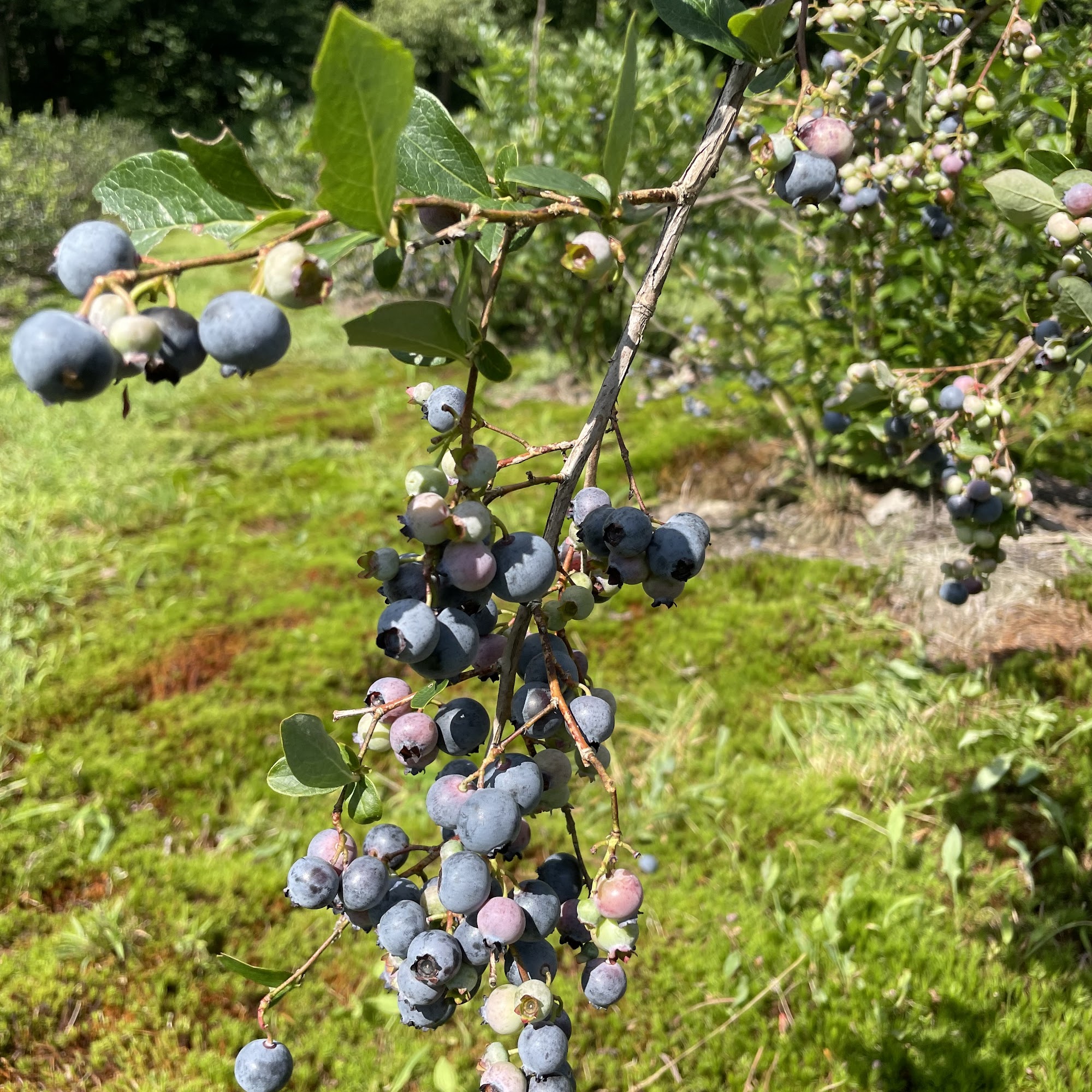 Covered Bridge Blueberry Farm Underhill