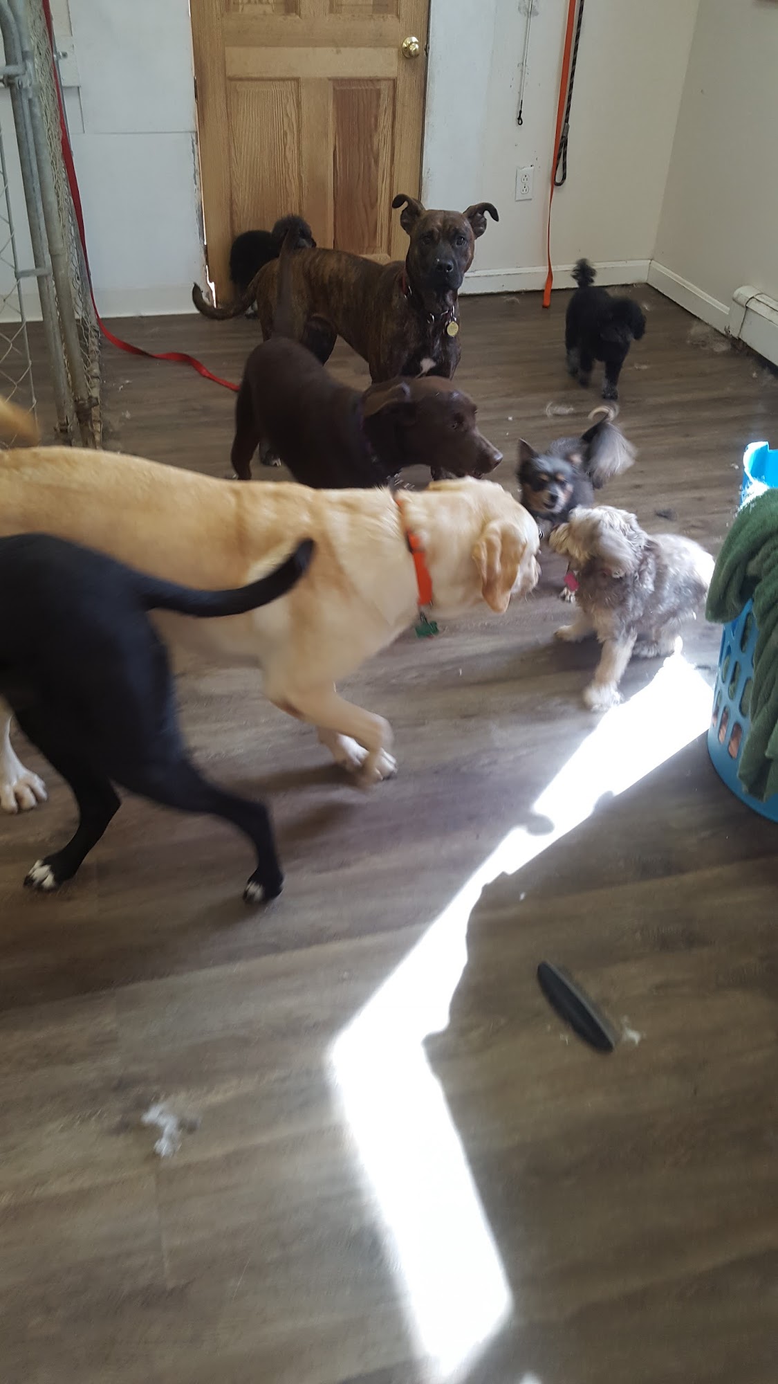 Wag On Inn, LLC Vergennes