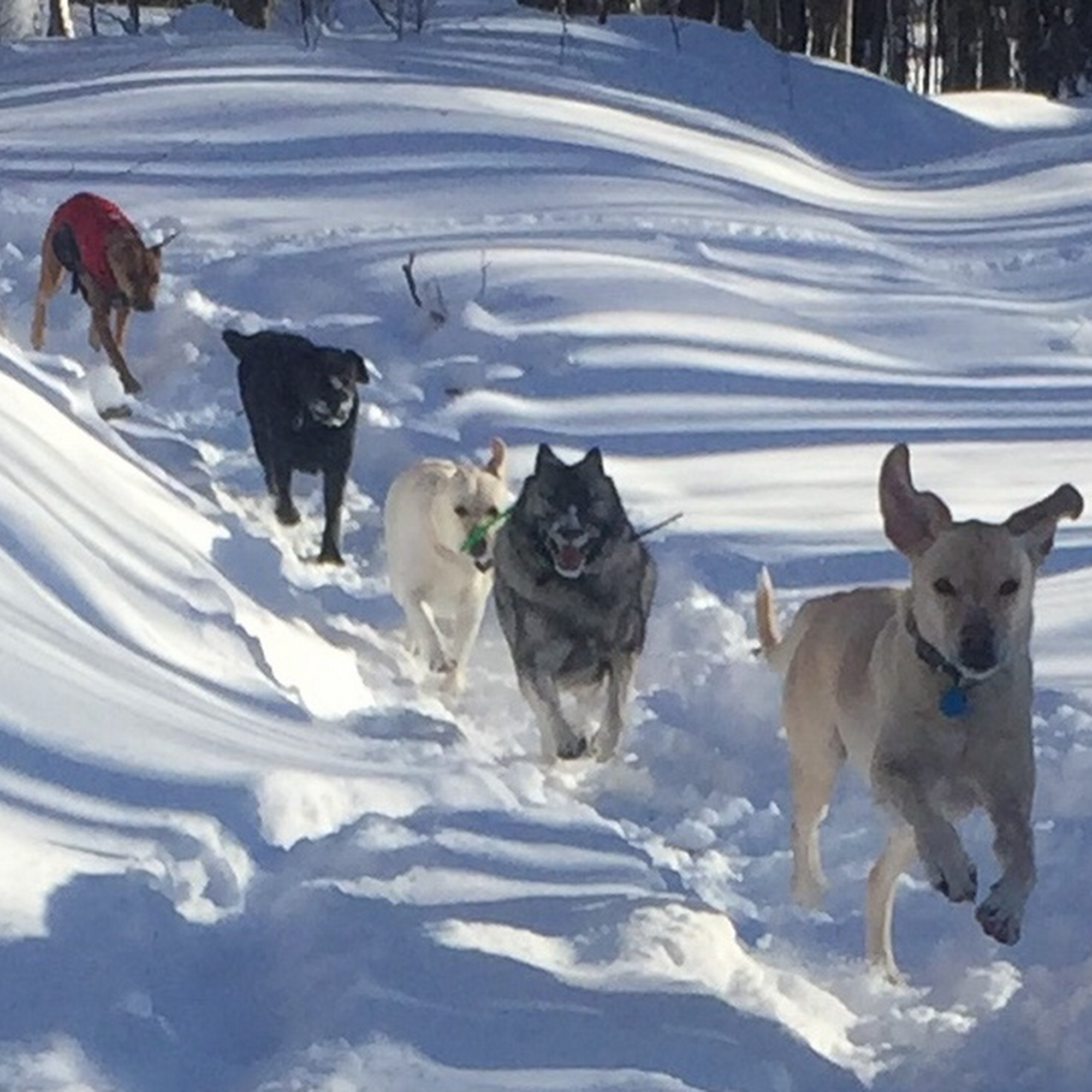 Vermont Adventure Dogs Waitsfield