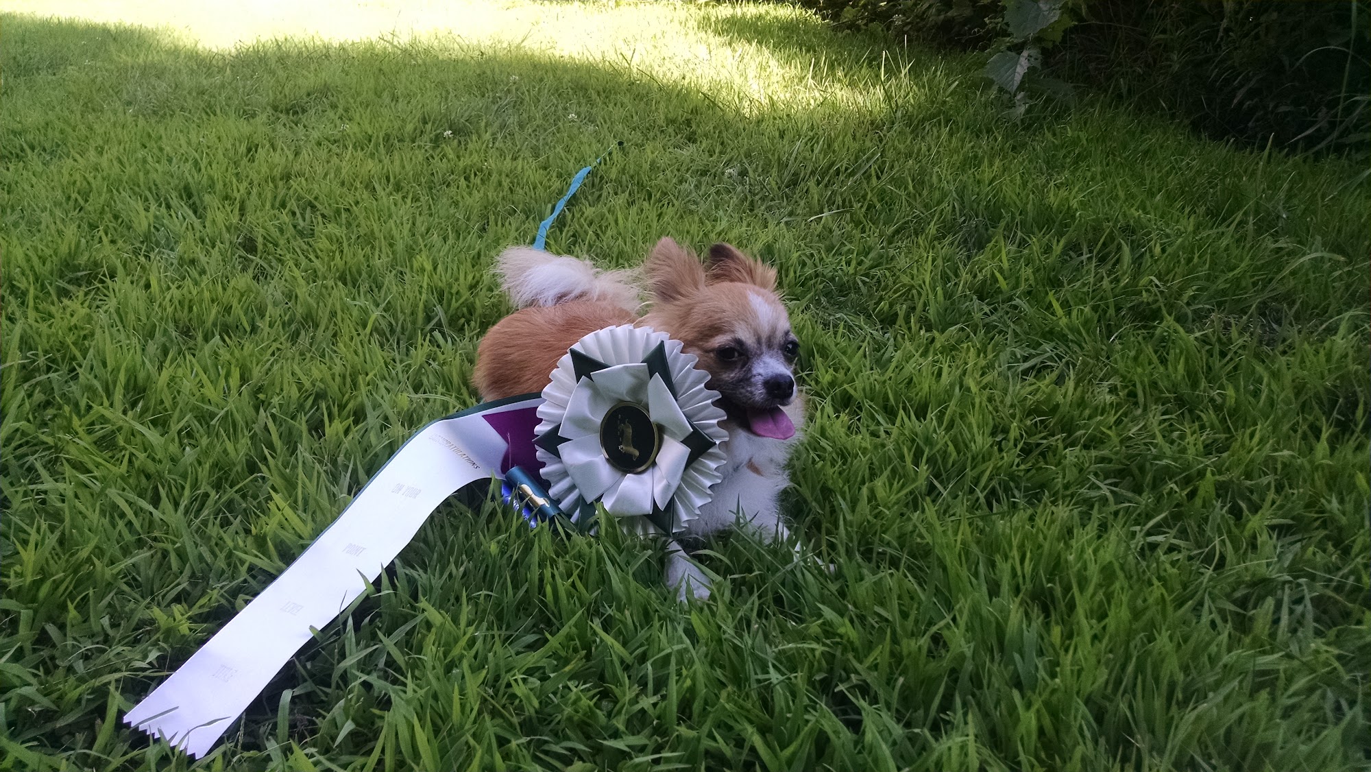 Muddy Paws Canine Center Westminster