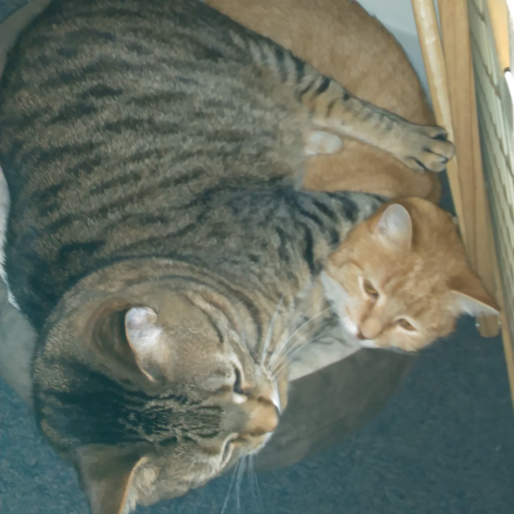 Veremedy Pet Hospital White River Junction