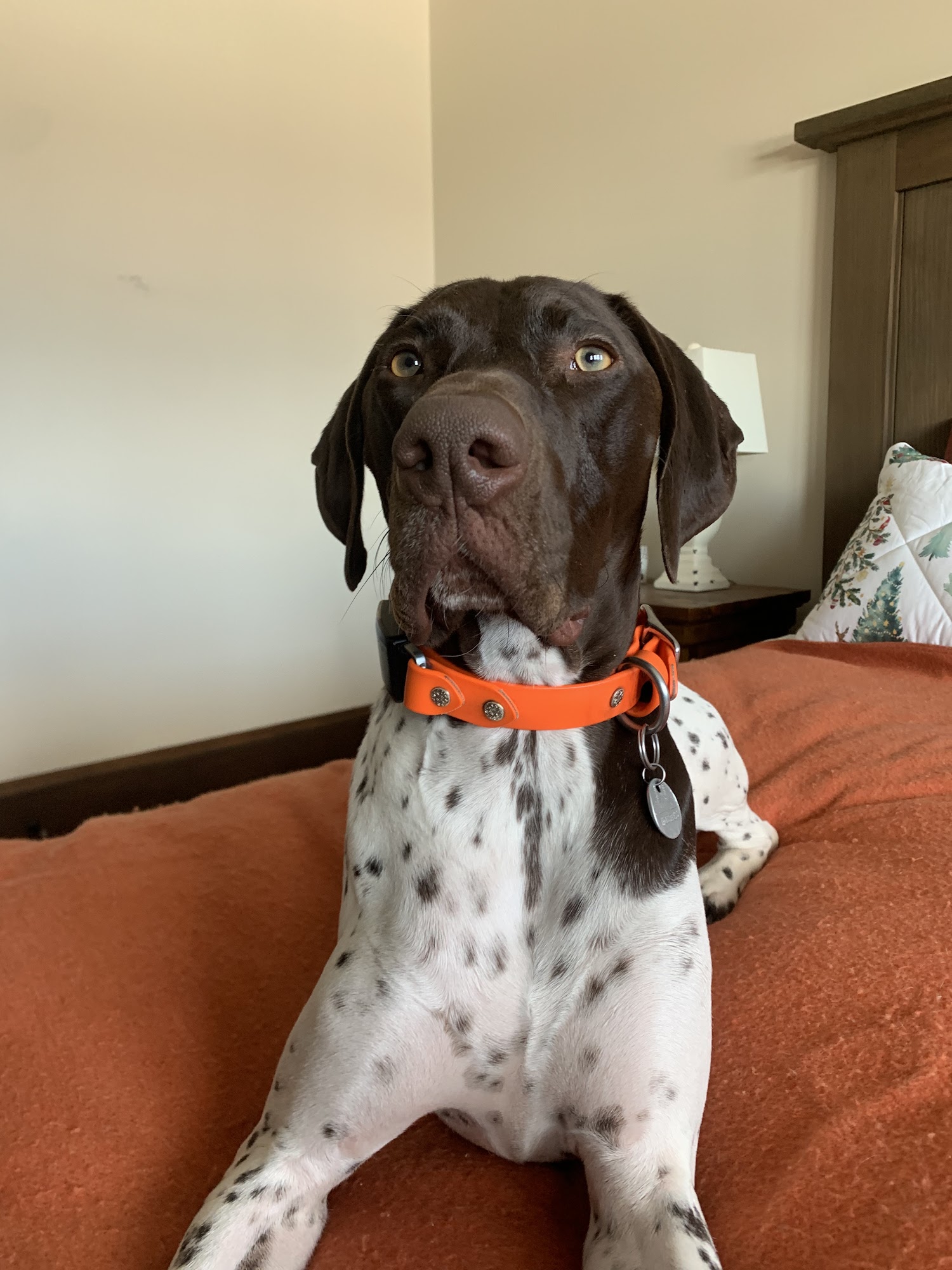 Burlington Emergency & Veterinary Specialists Williston