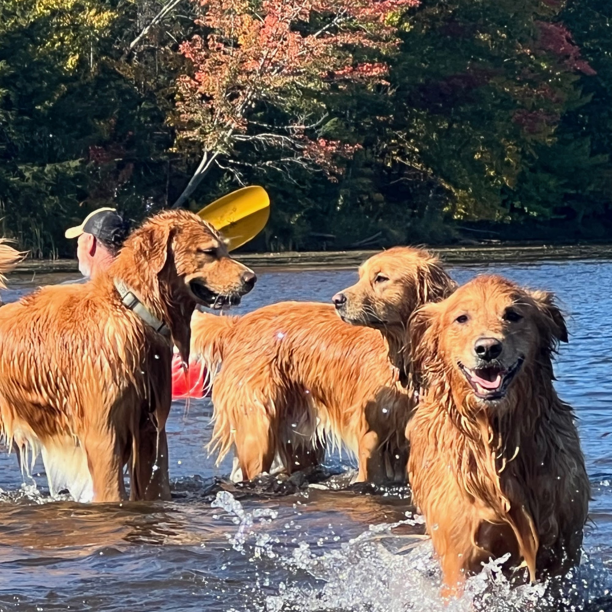 Bill Kellner, DVM Williston