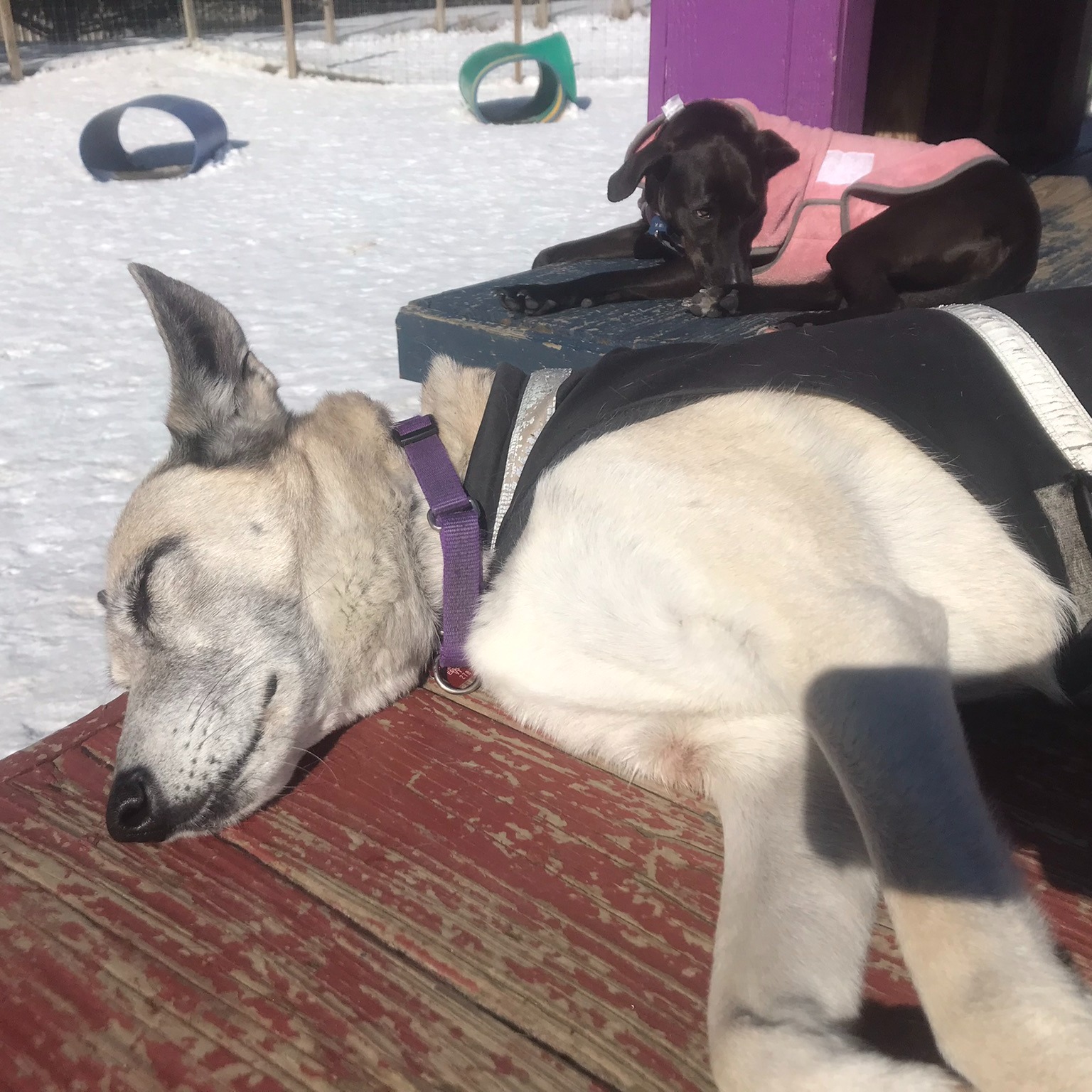 Gulliver's Doggie Daycare Williston