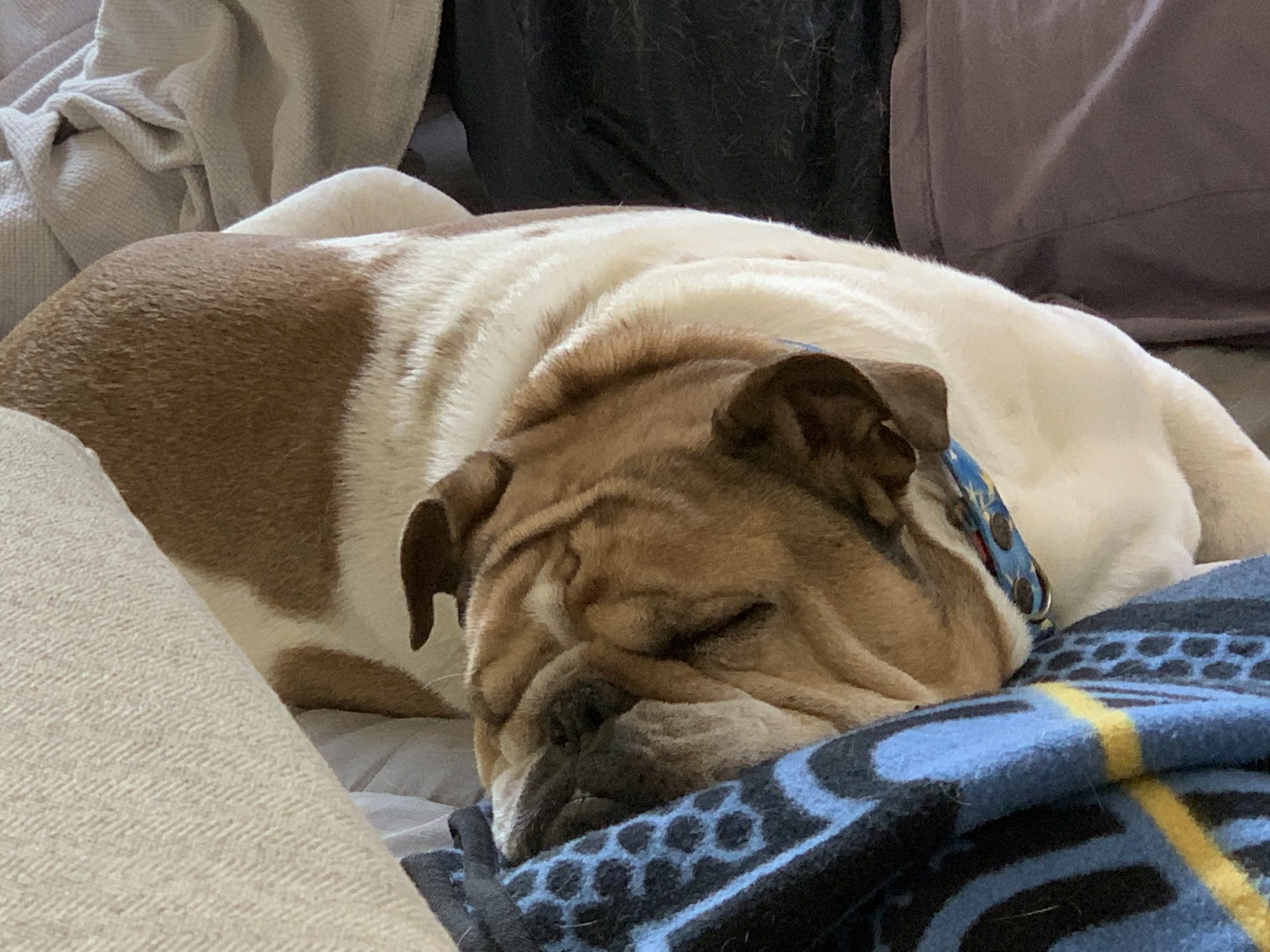 Vermont English Bulldog Rescue Williston
