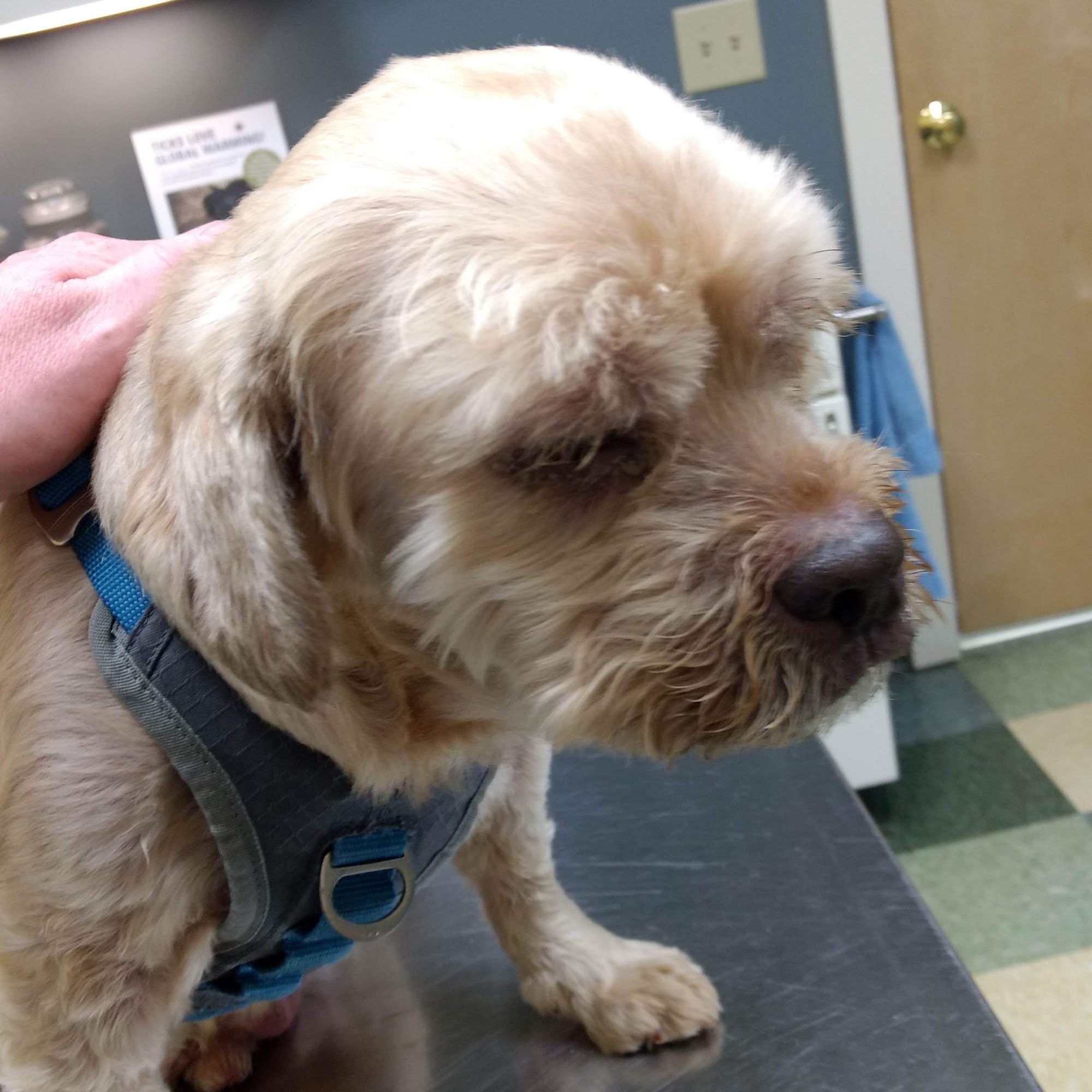 Veremedy Pet Hospital Woodstock