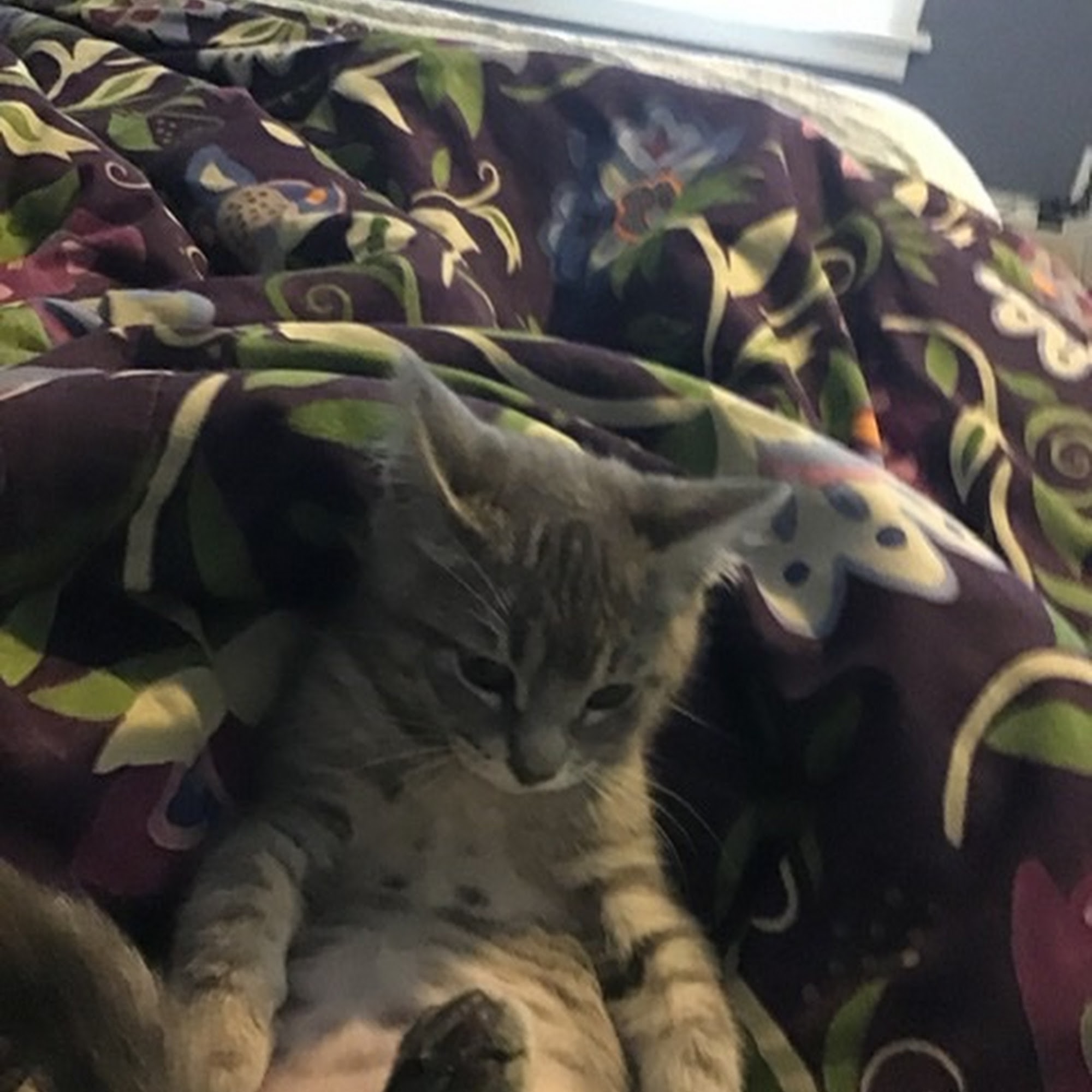 Kedron Valley Veterinary Clinic Woodstock