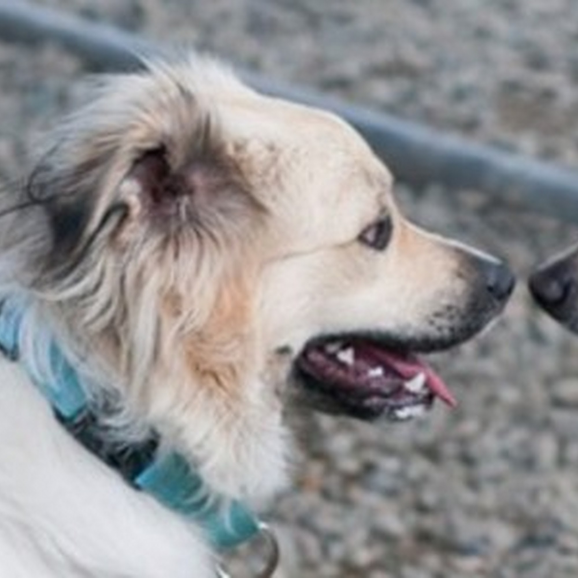 PAWS of Grays Harbor Aberdeen