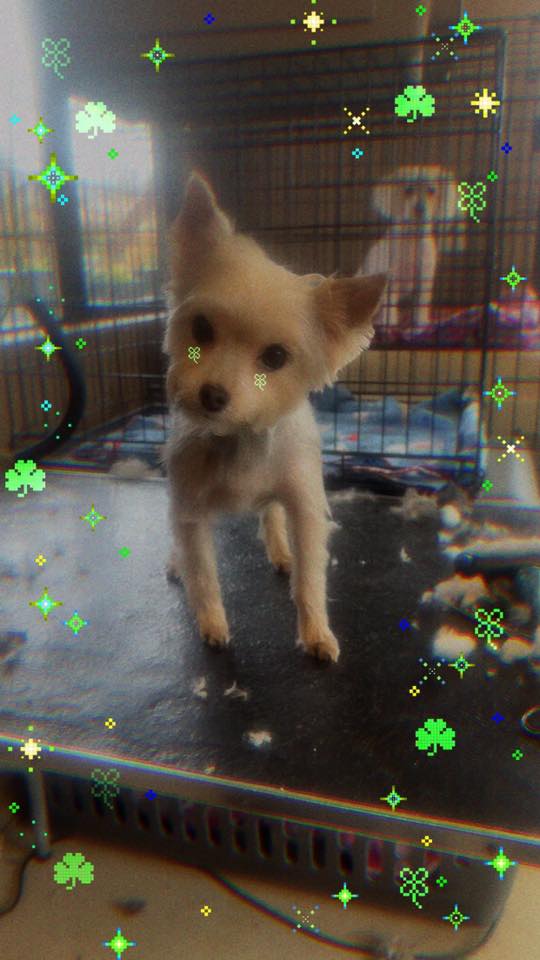 Grays Harbor Grooming Aberdeen