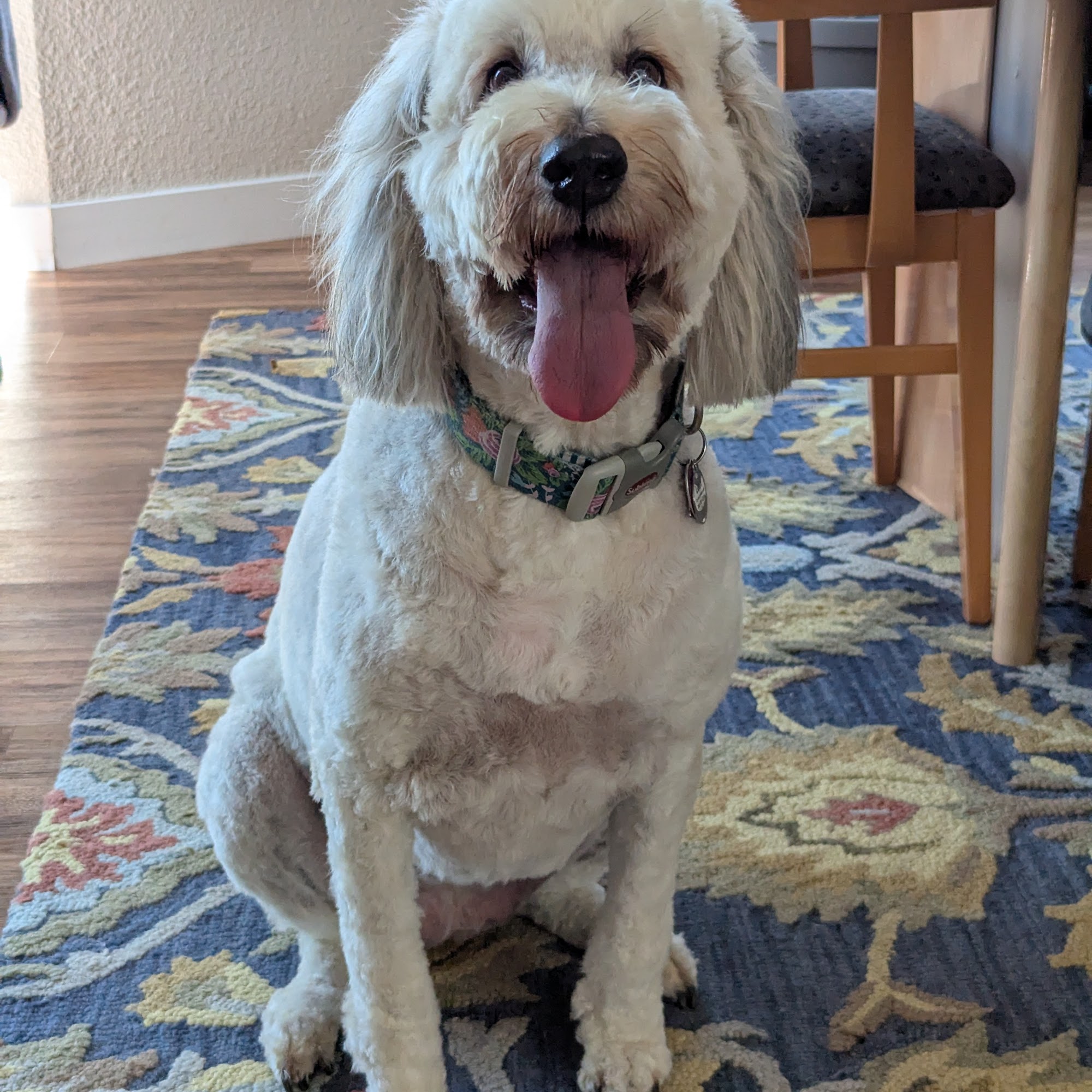 Grays Harbor Grooming Aberdeen