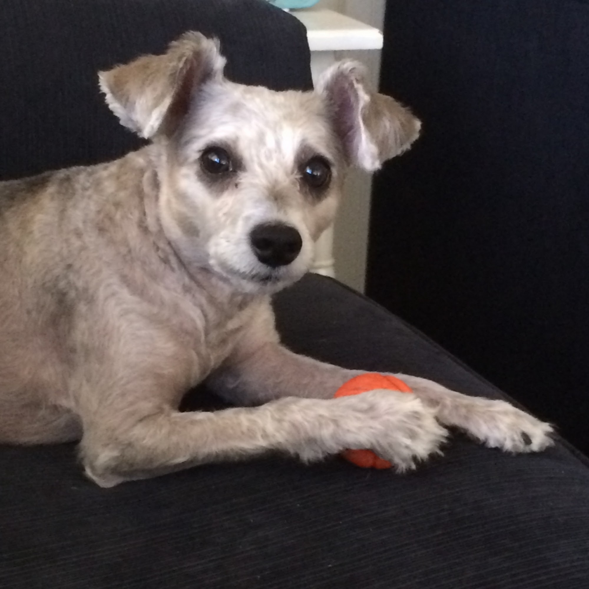 A Thru Z Pro Pet Grooming Aberdeen