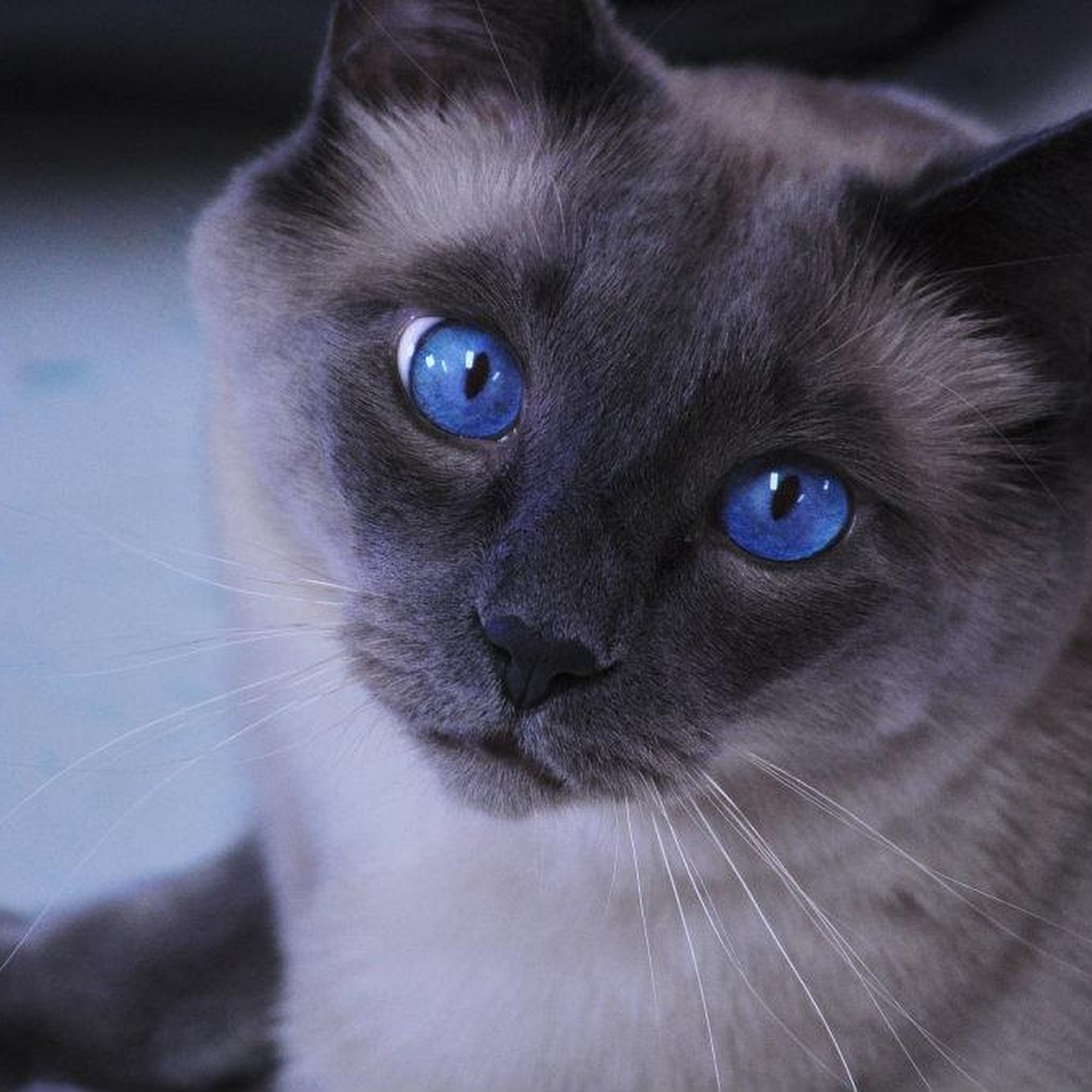 King's Veterinary Clinic Airway Heights