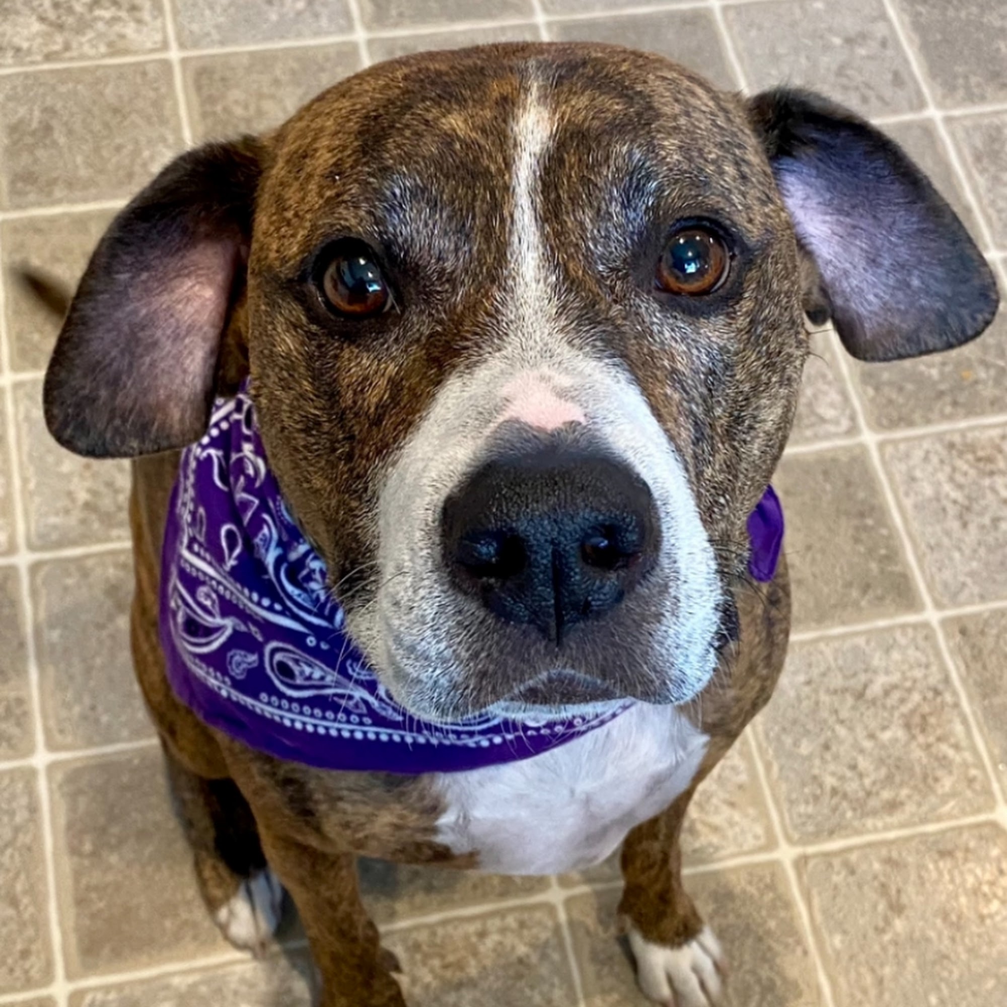 Algona Animal Hospital Algona