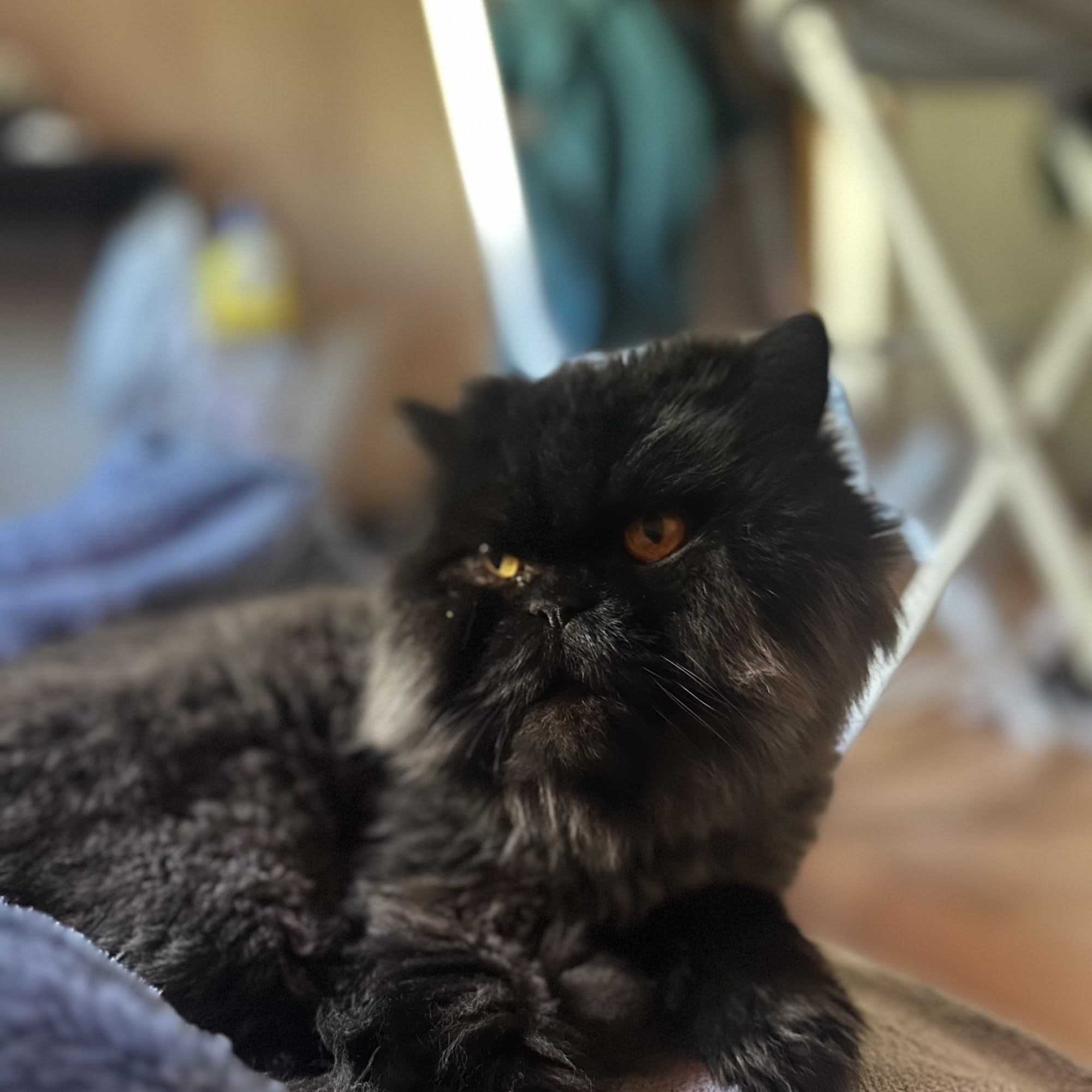 Fidalgo Animal Medical Center Anacortes