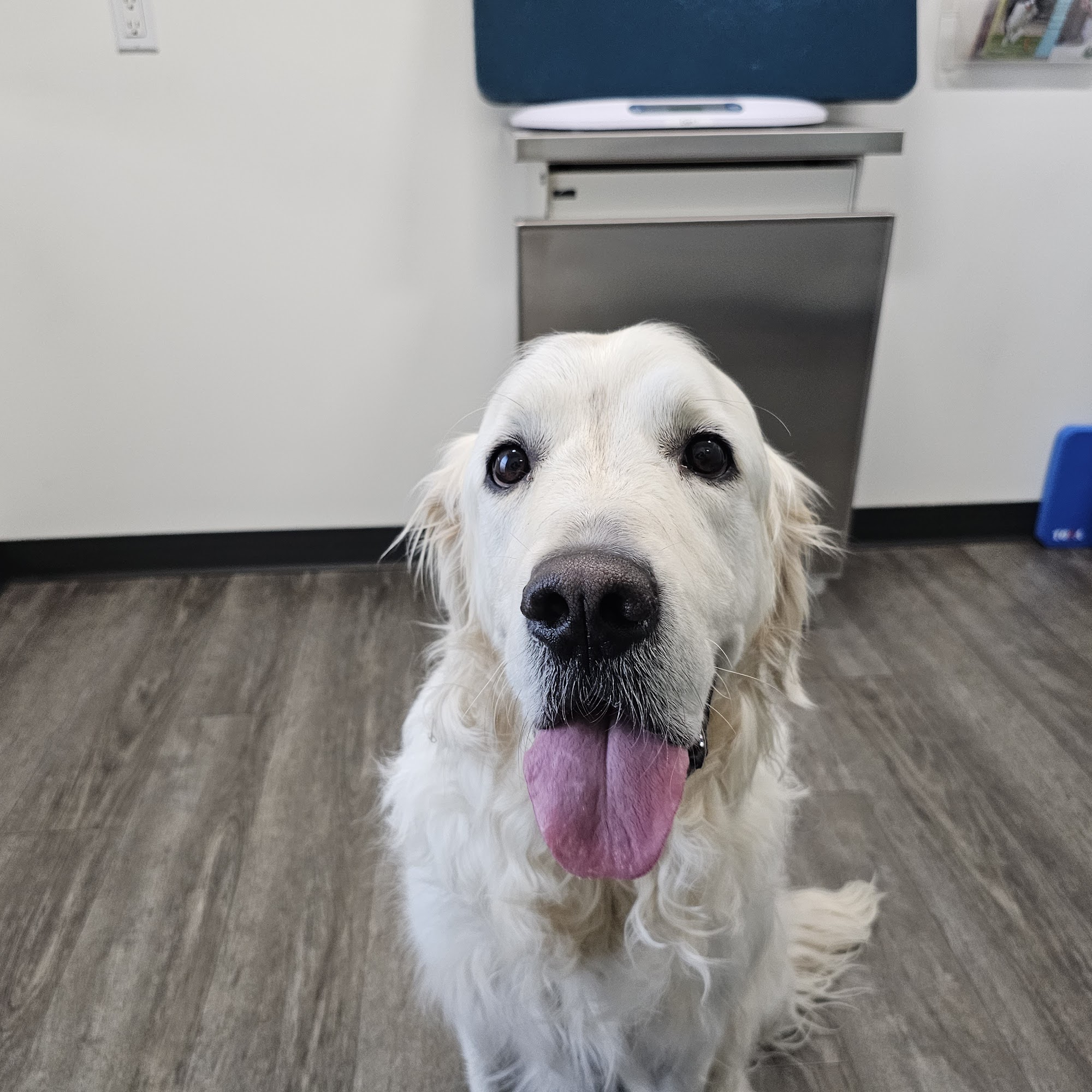 Whistle Veterinary Clinic Anacortes