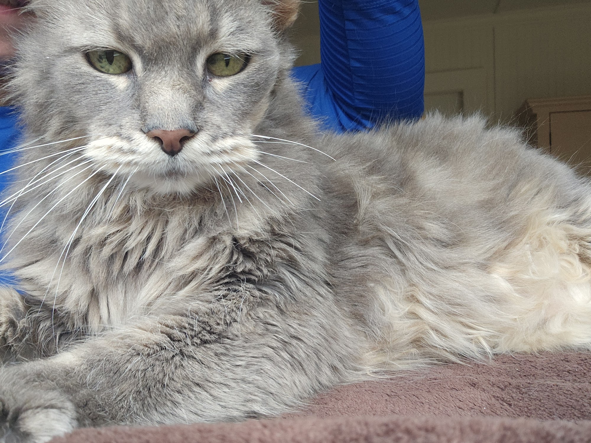 The Cats Meow Anacortes