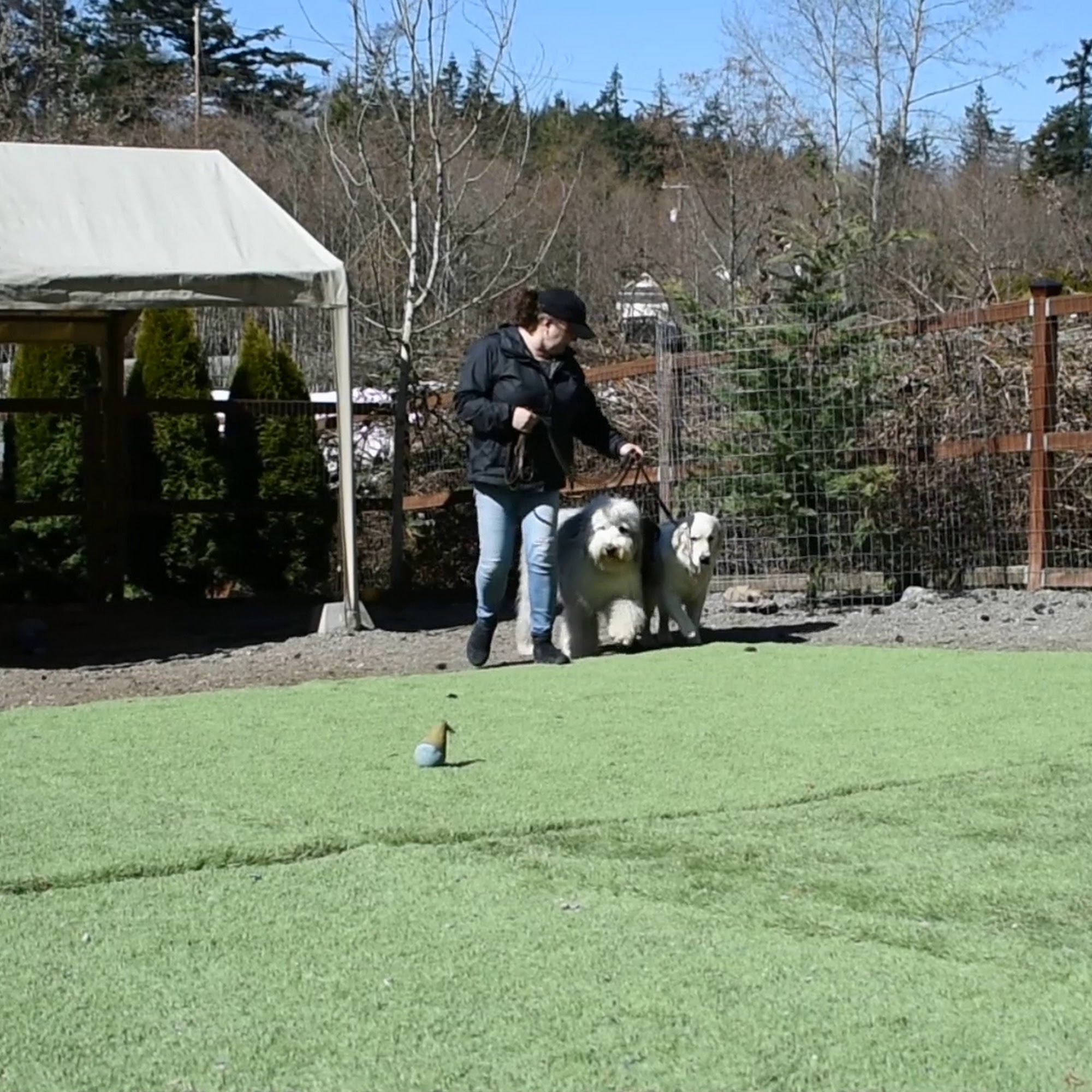 TMS K-9 Connections Anacortes