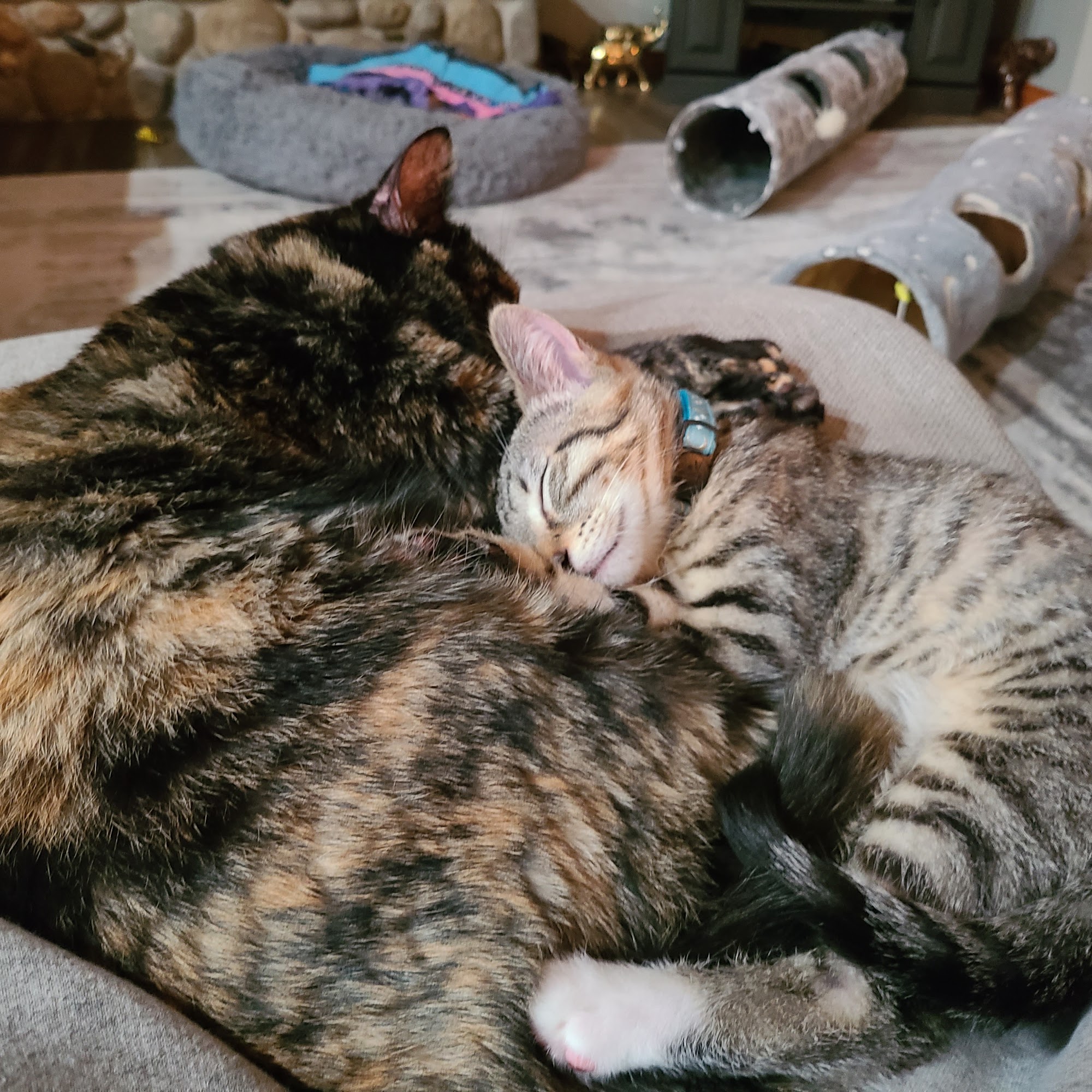 Northwest Veterinary Clinic Arlington