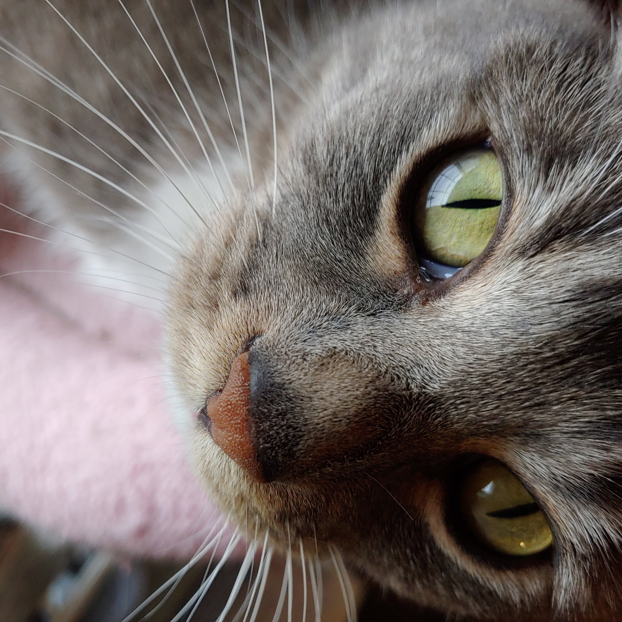 Tim Cavanagh, DVM Arlington