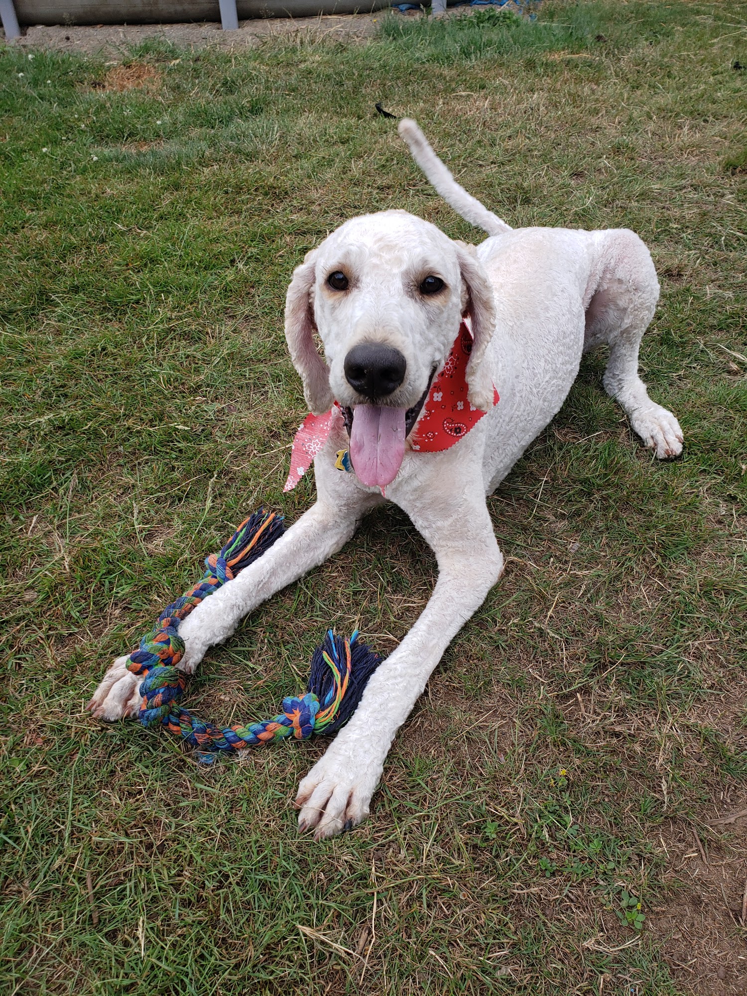 Jennifer's Pet Grooming Arlington