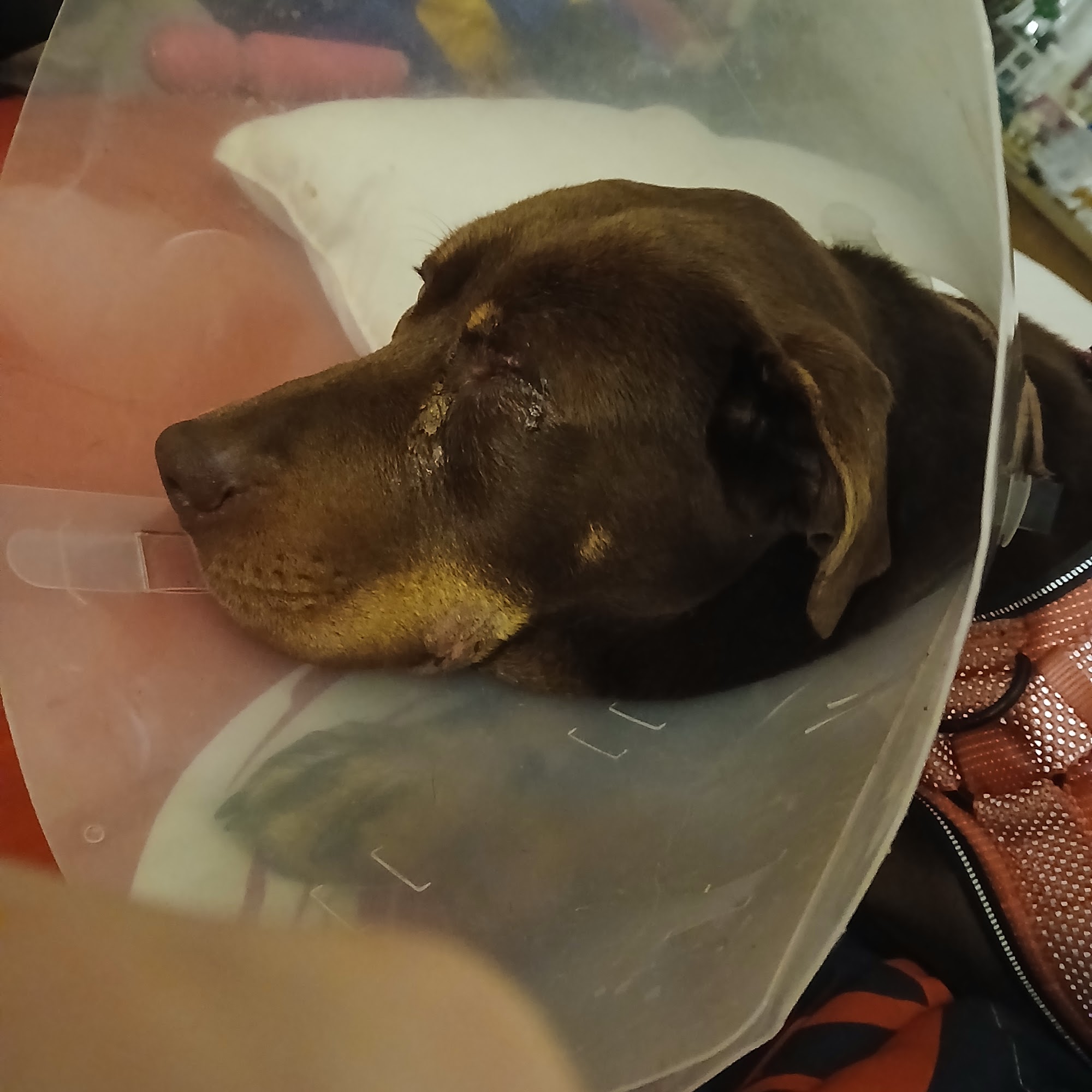 Affordable Animal Emergency Clinic Auburn