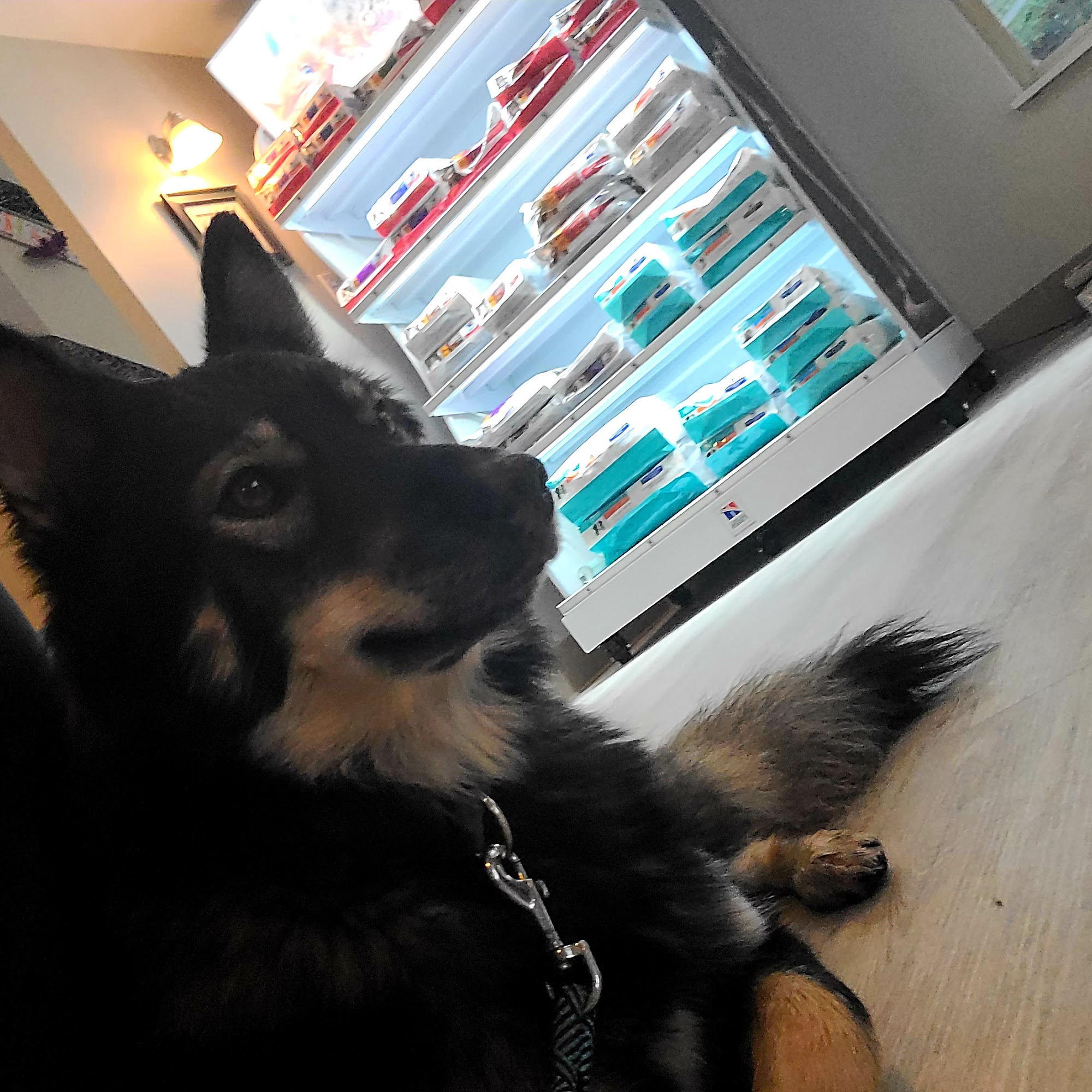 Auburn Valley Animal Clinic Auburn