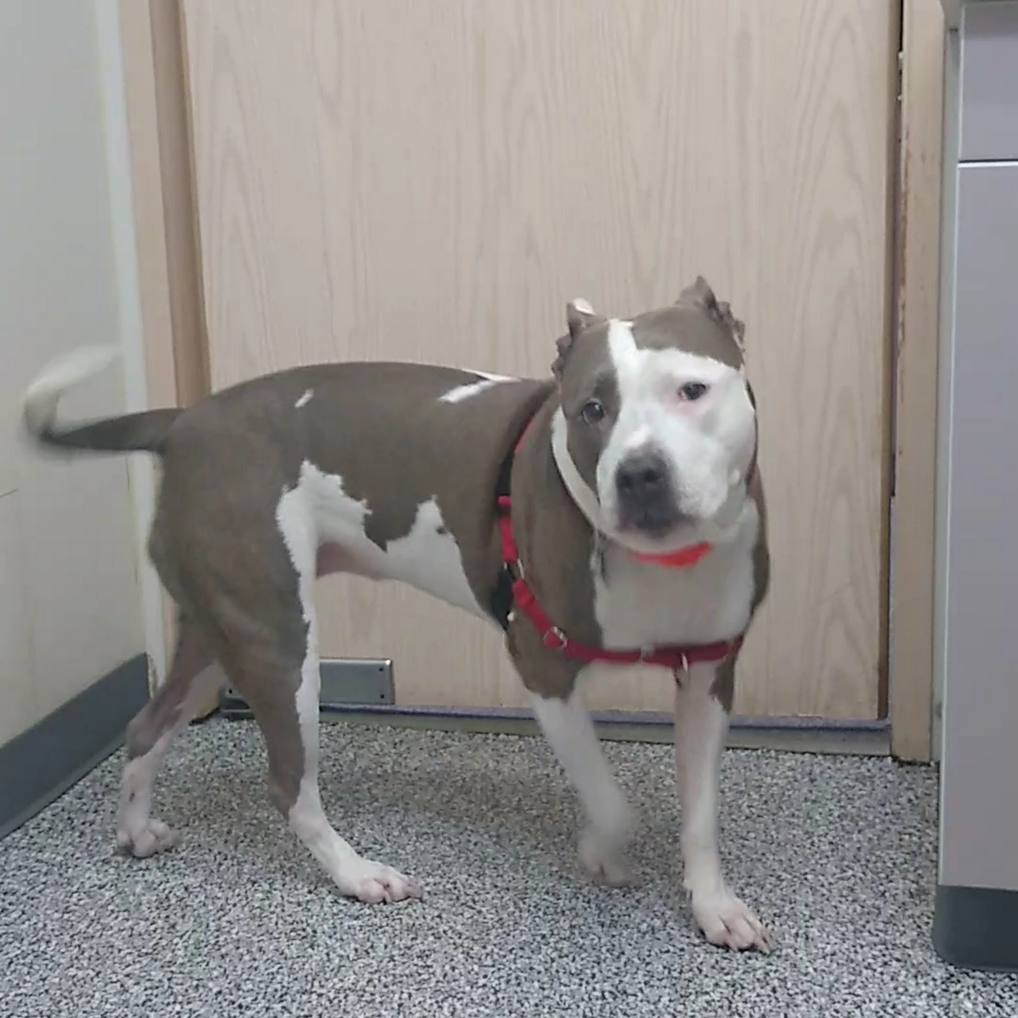 Auburn South Veterinary Hospital Auburn