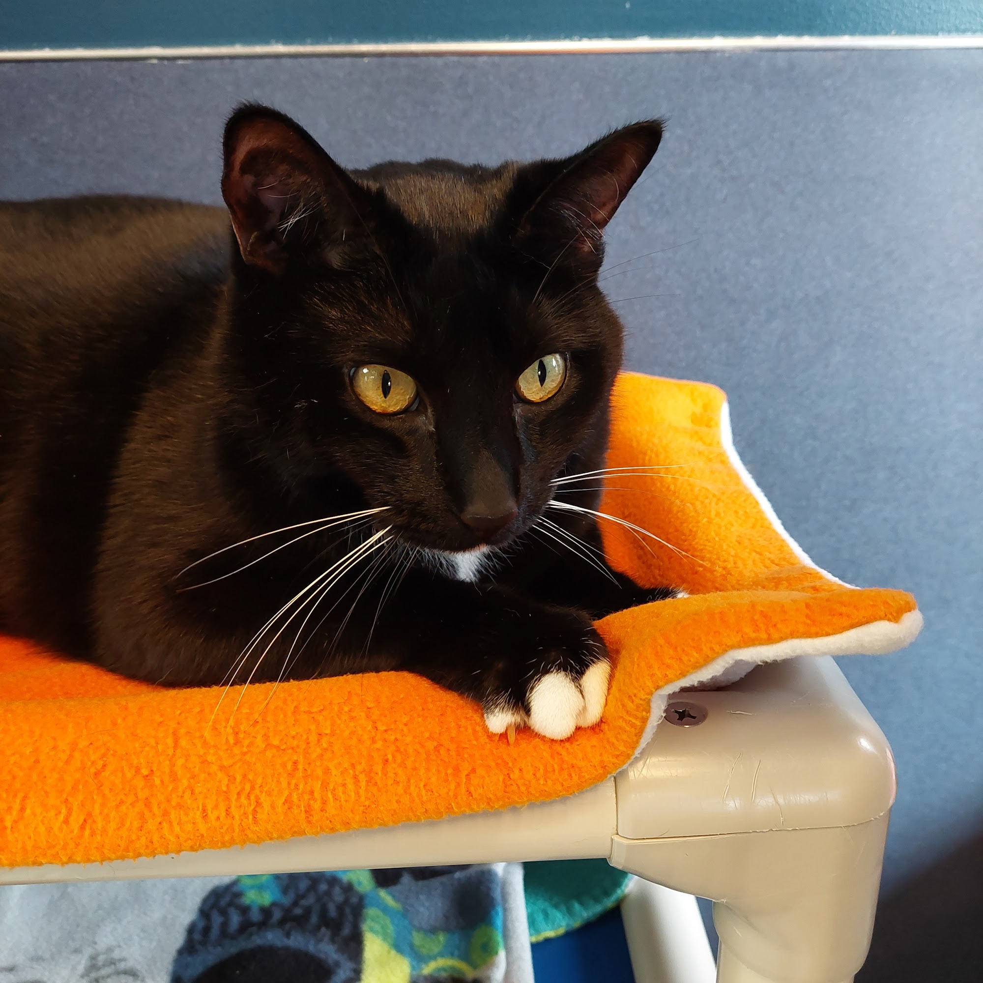 Auburn Valley Humane Society Auburn