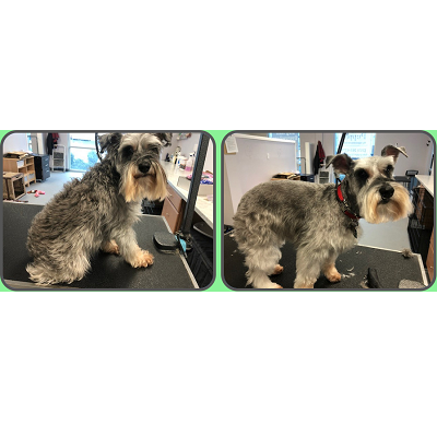 Dog Hair Everywhere Pet Grooming Auburn