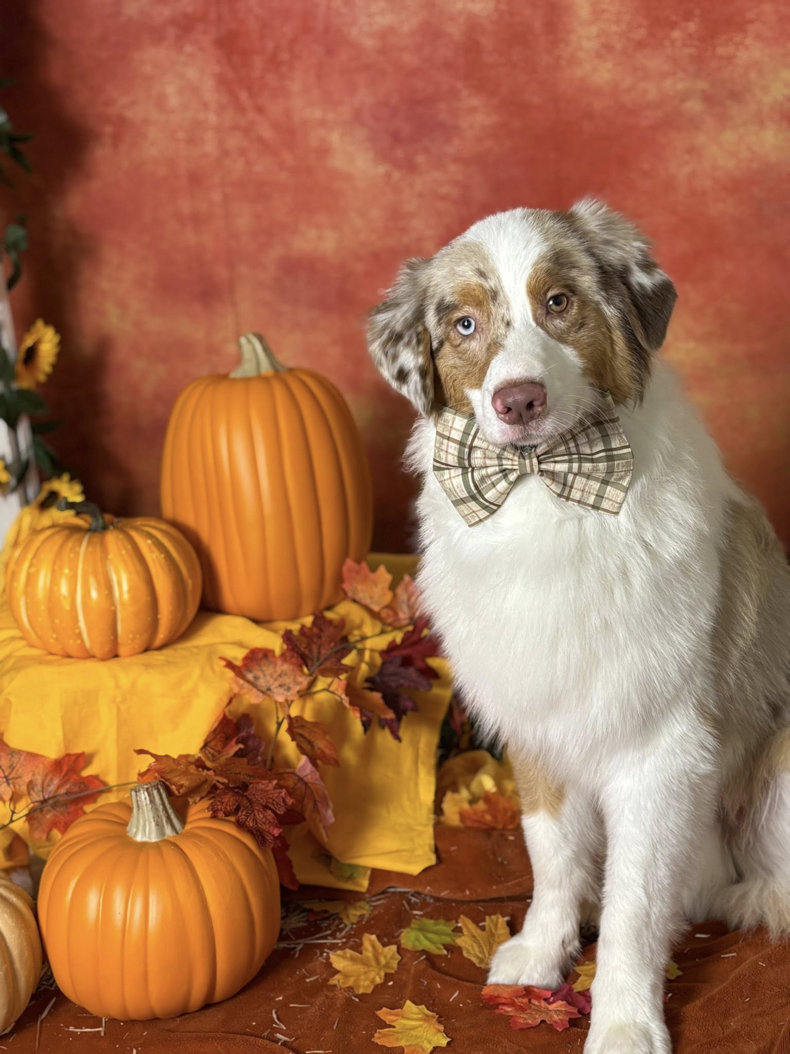 Gold Star Dog School Auburn