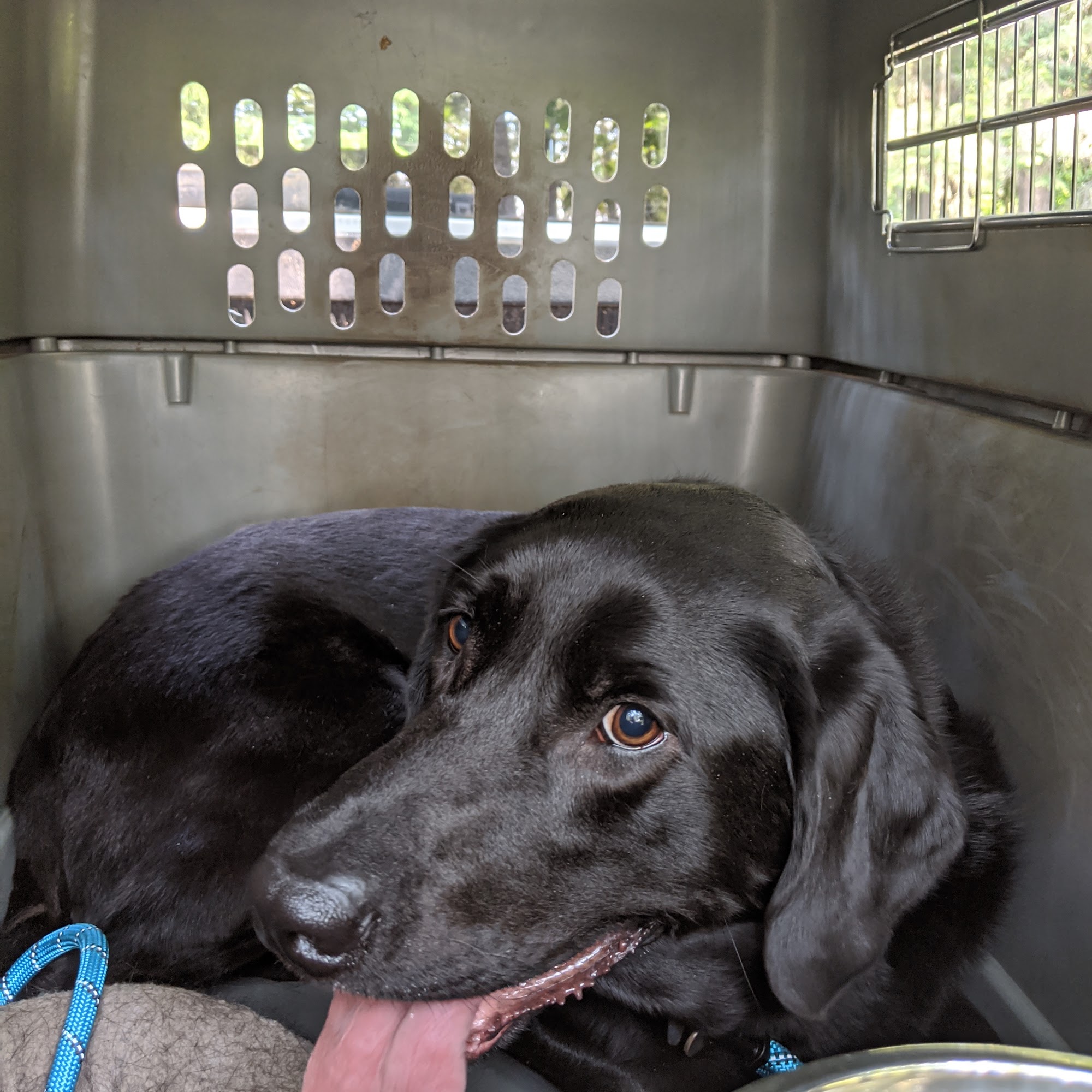 Day Road Animal Hospital Bainbridge Island