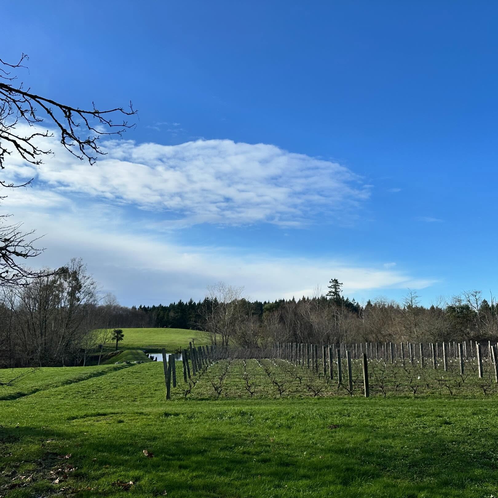 Bainbridge Vineyards Bainbridge Island