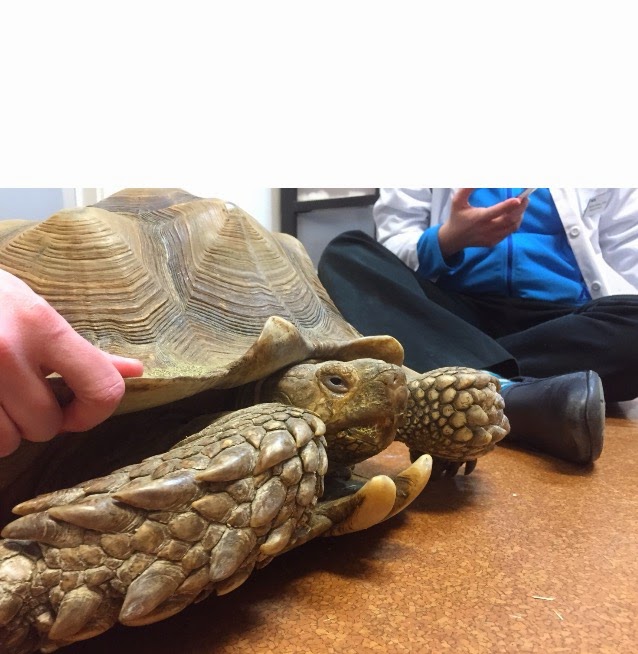 VCA Battle Ground Animal Hospital Battle Ground